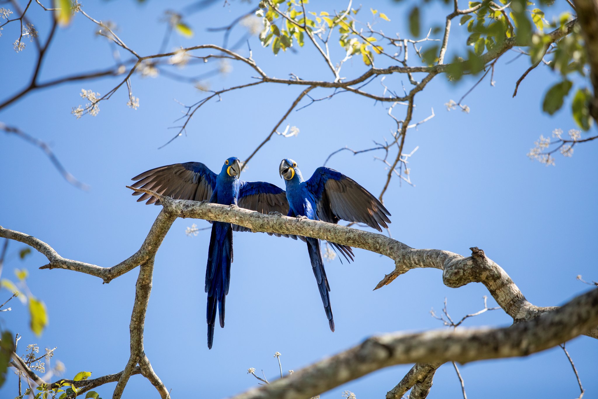 Two cobalt giants, wings flung wide, sharing a single branch. Two hyacinth macaws spreading their wings side by side on a bare branch against a clear blue sky during a pantanal luxury safari