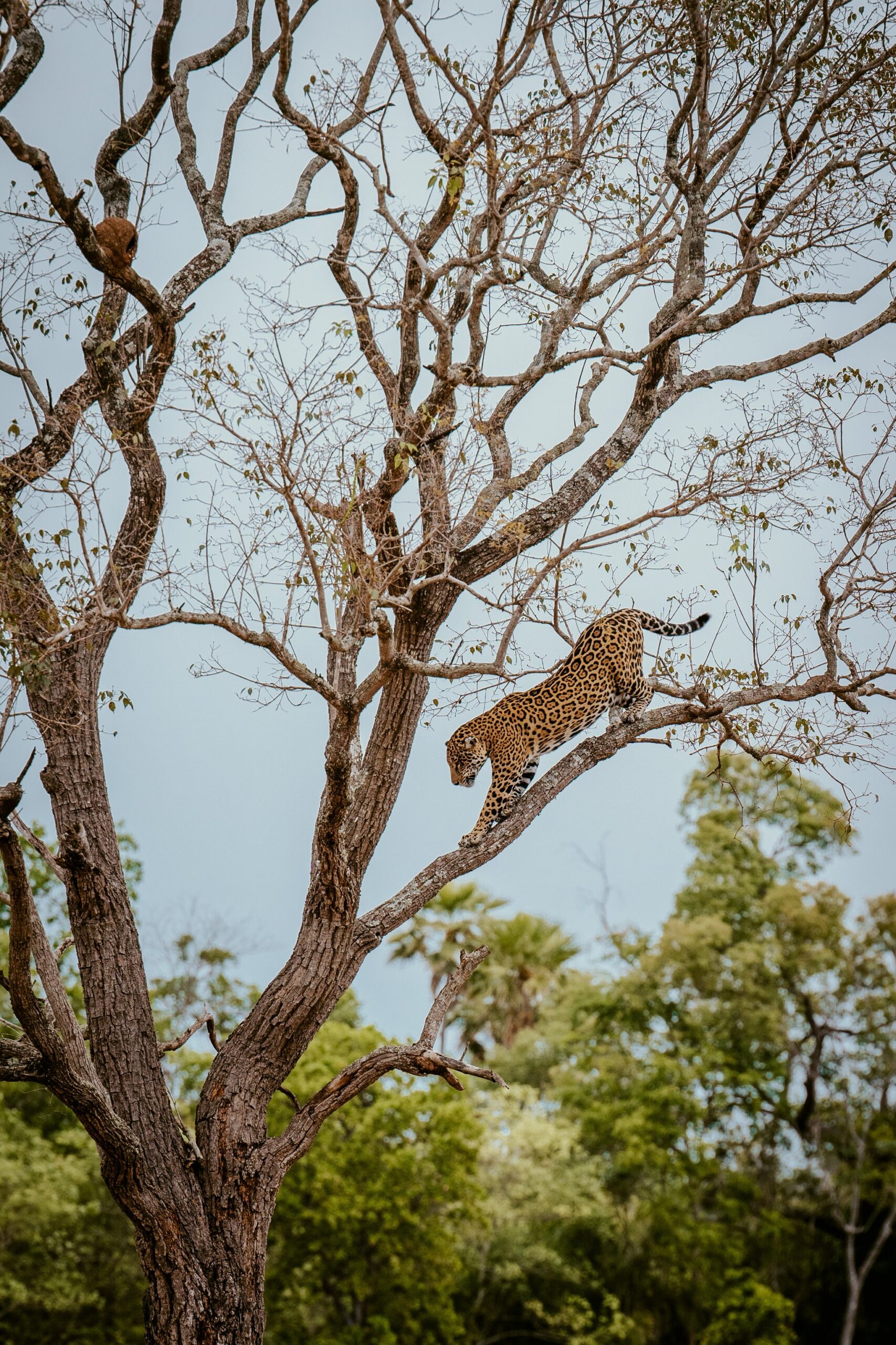 Effortless and unhurried, a jaguar picks its path down through the canopy. Photo: Influenciadora Ana Carolina Ralston A jaguar descending a bare-branched tree against a pale blue sky on a pantanal luxury jaguar safari, its rosette-patterned coat vivid against the dry bark