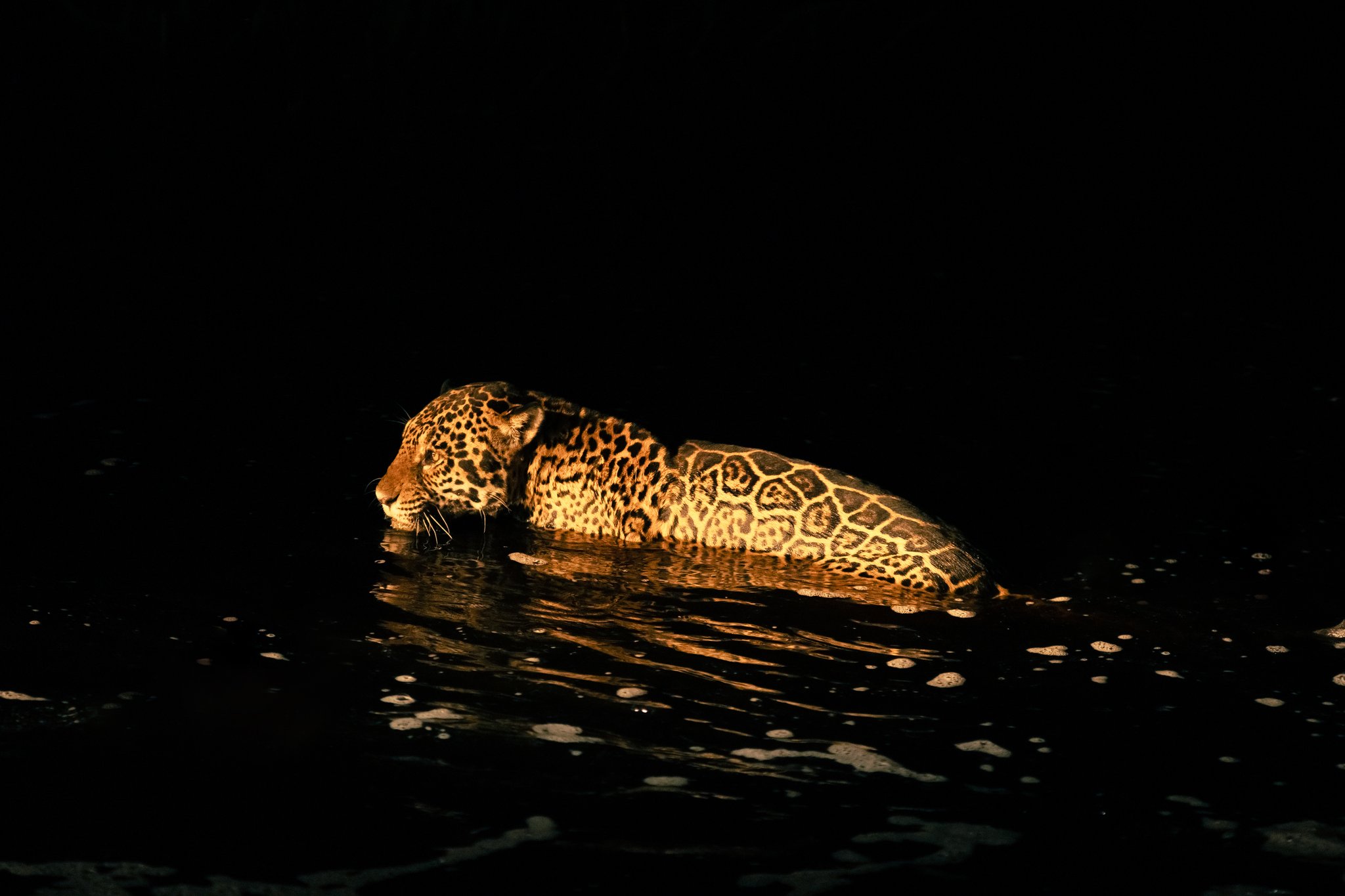 Liquid gold against absolute black — a jaguar owns the night river. Photo: Matias Ternes A jaguar wading through dark water at night, its rosette-patterned coat glowing under a spotlight during a pantanal luxury safari