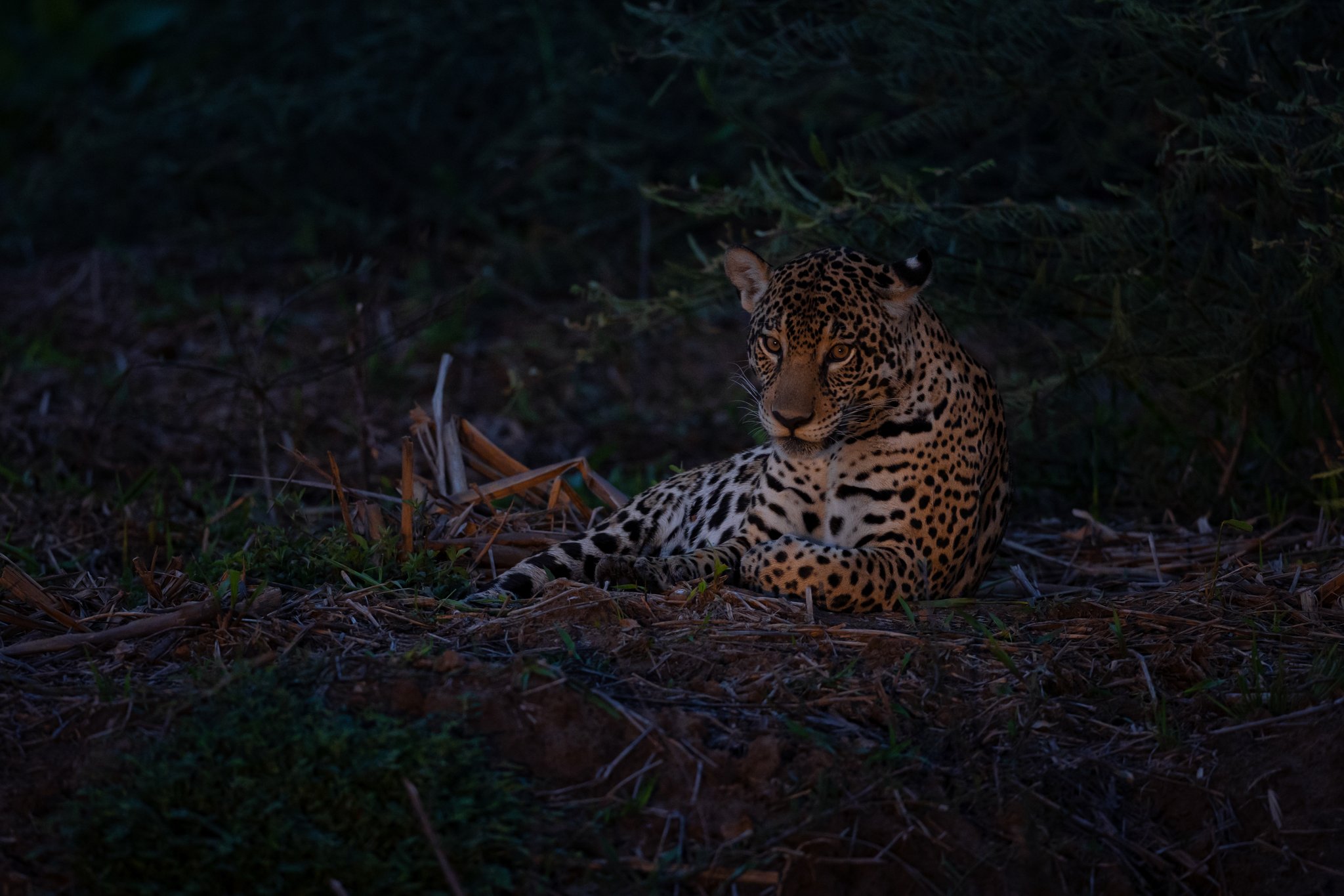 Unhurried and sovereign — the big cat owns the twilight. Photo: Keith Ladzinski A jaguar rests on the ground beneath dark foliage at dusk during a pantanal luxury safari, its amber eyes gazing directly toward the camera