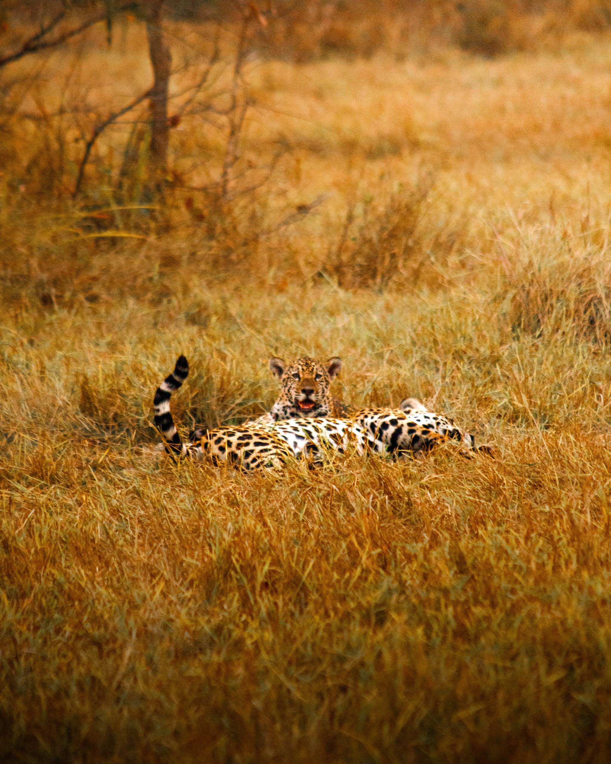 Spotted, still, and utterly sovereign — a jaguar half-hidden in a sea of dry grass. Photo: Daniel Junqueira A jaguar resting in tall golden dry grass during a pantanal luxury safari, gazing directly at the camera with tail raised