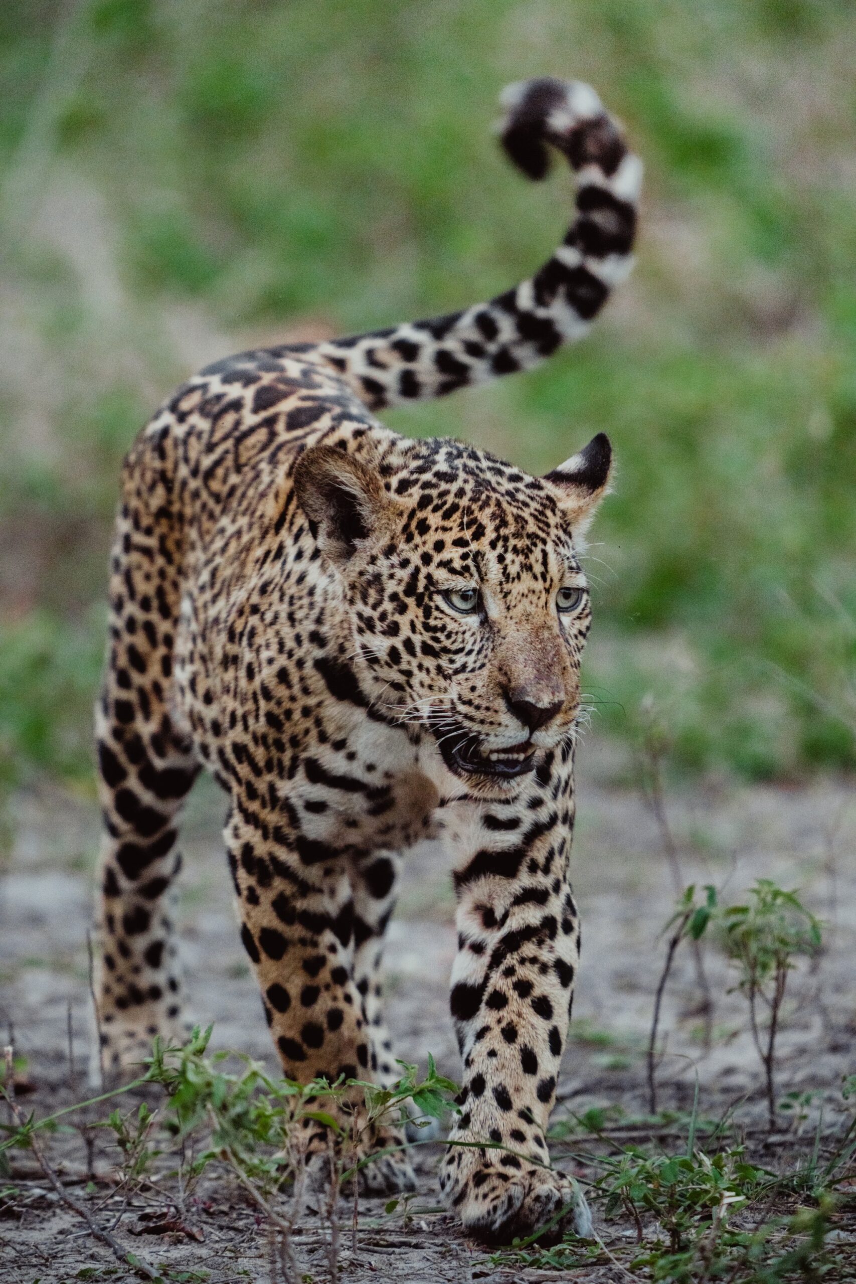 Tail raised, eyes locked — raw power closing the distance. A jaguar strides directly toward the camera on a pantanal luxury safari, tail curled high and intense gaze fixed forward against a blurred green background