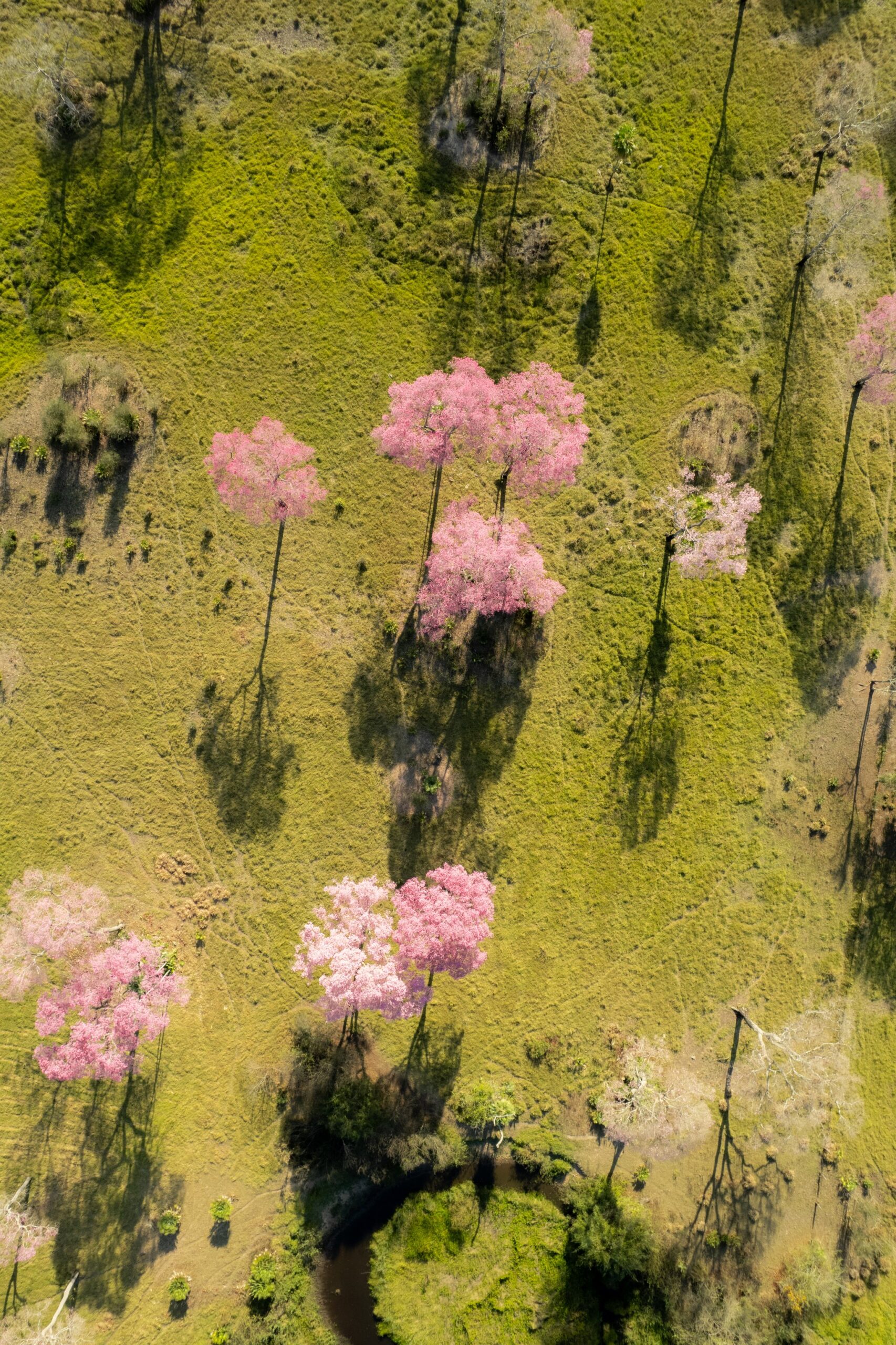 Aerial view of scattered pink-flowering trees casting long shadows across a vast green wetland plain during a pantanal luxury safari