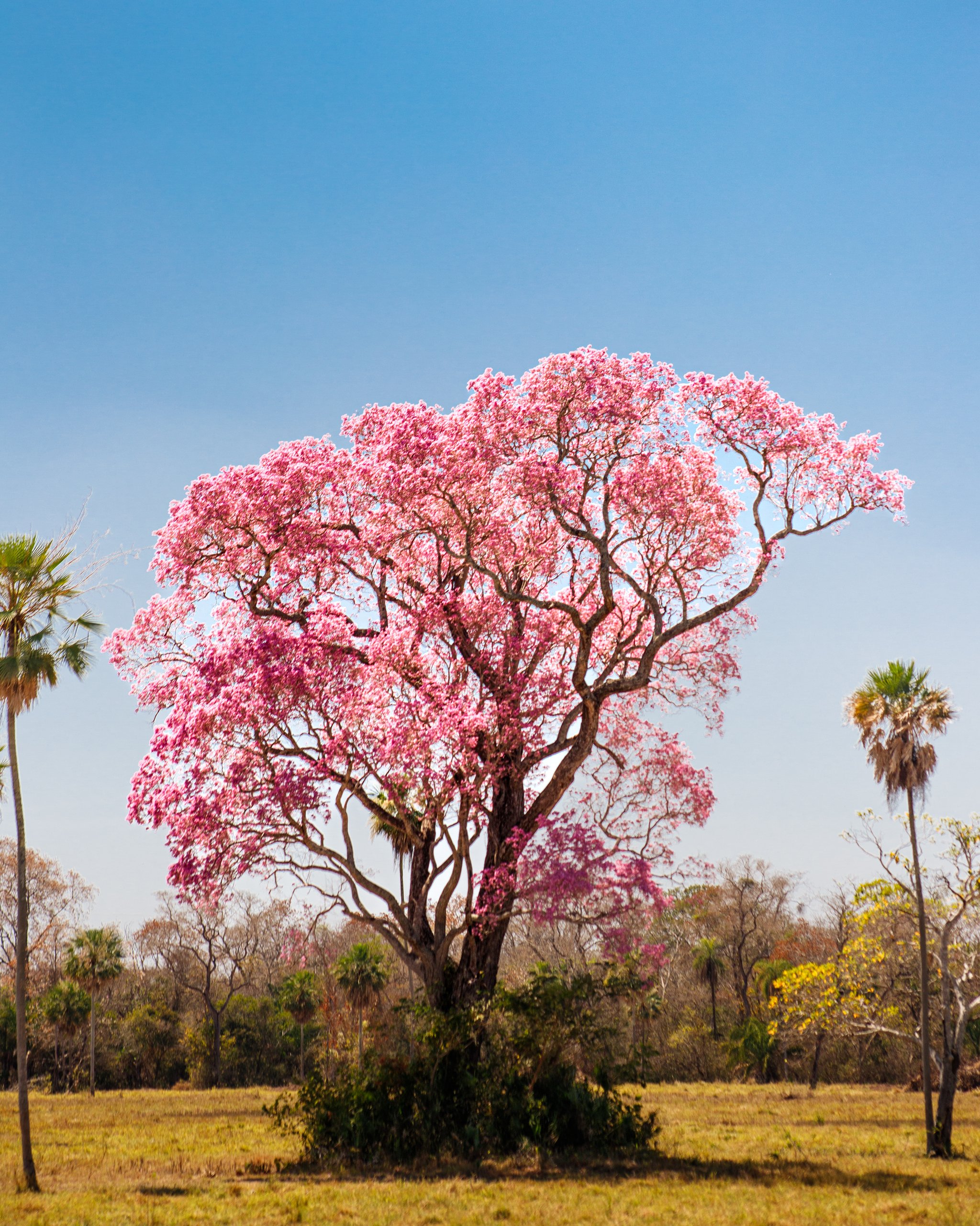 Pink against endless blue — the wetland savanna bursts into colour. Photo: Daniel Junqueira A magnificent pink-flowering lapacho tree in full bloom rises above the open grassland on a pantanal luxury safari, flanked by scattered palms under a cloudless blue sky