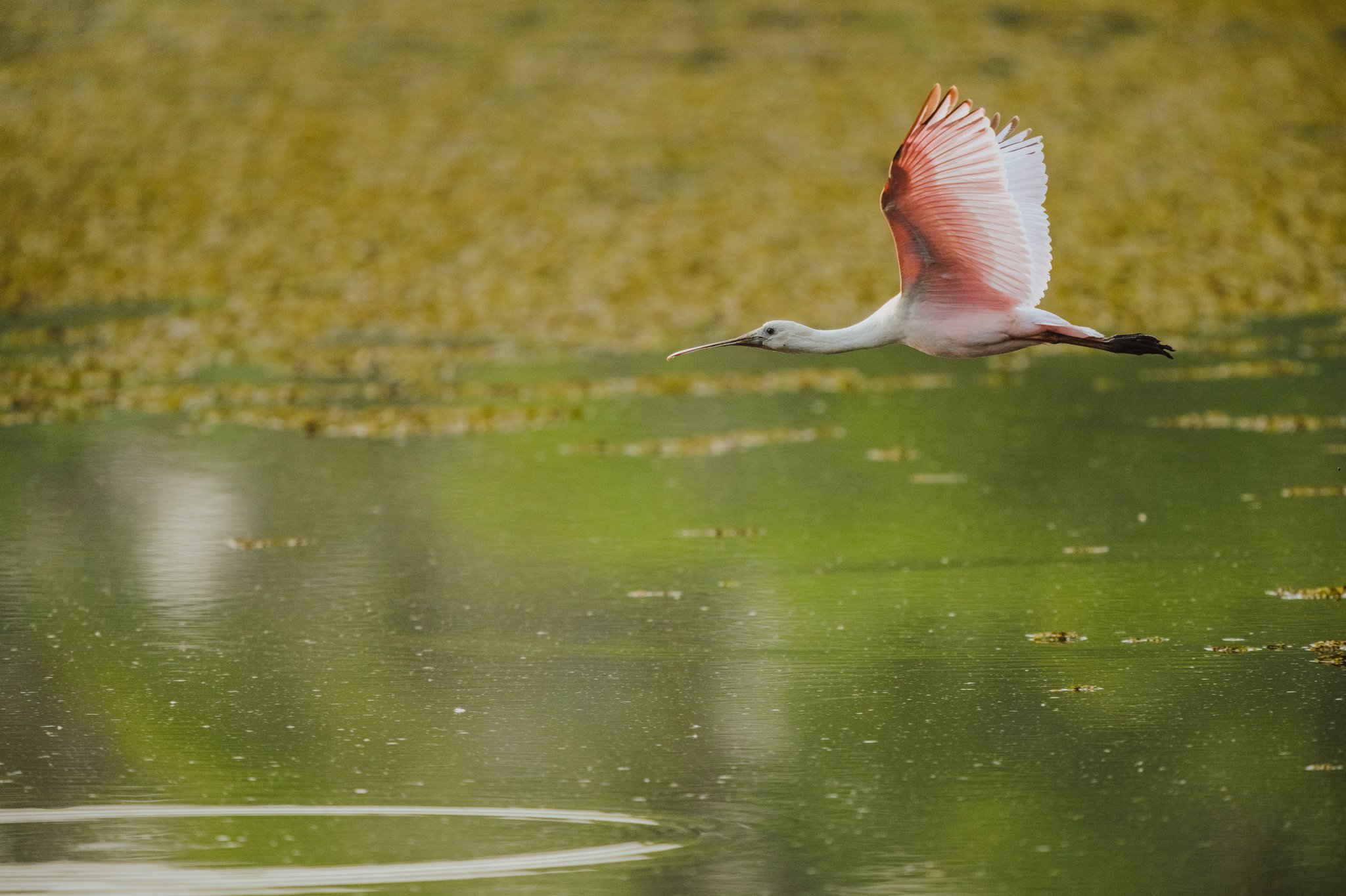 A roseate spoonbill with wings fully spread glides low over a green wetland surface during a pantanal luxury safari