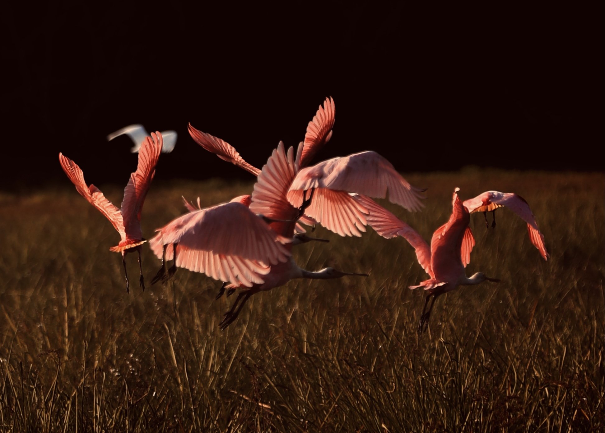 Six pairs of pink wings, all airborne at once — pure wetland chaos. Photo: HIGOR BLANCO A flock of roseate spoonbills bursting into flight from golden grassland, wings fully spread and glowing pink against a dark background on a pantanal luxury safari