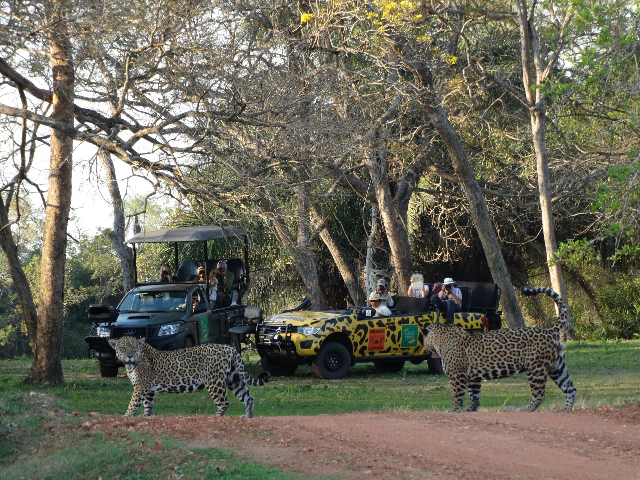 Two jaguars at once — cameras clicking from every seat. Two jaguars walking in front of safari vehicles during a pantanal luxury safari, with guests photographing from open and covered jeeps beneath dry woodland trees