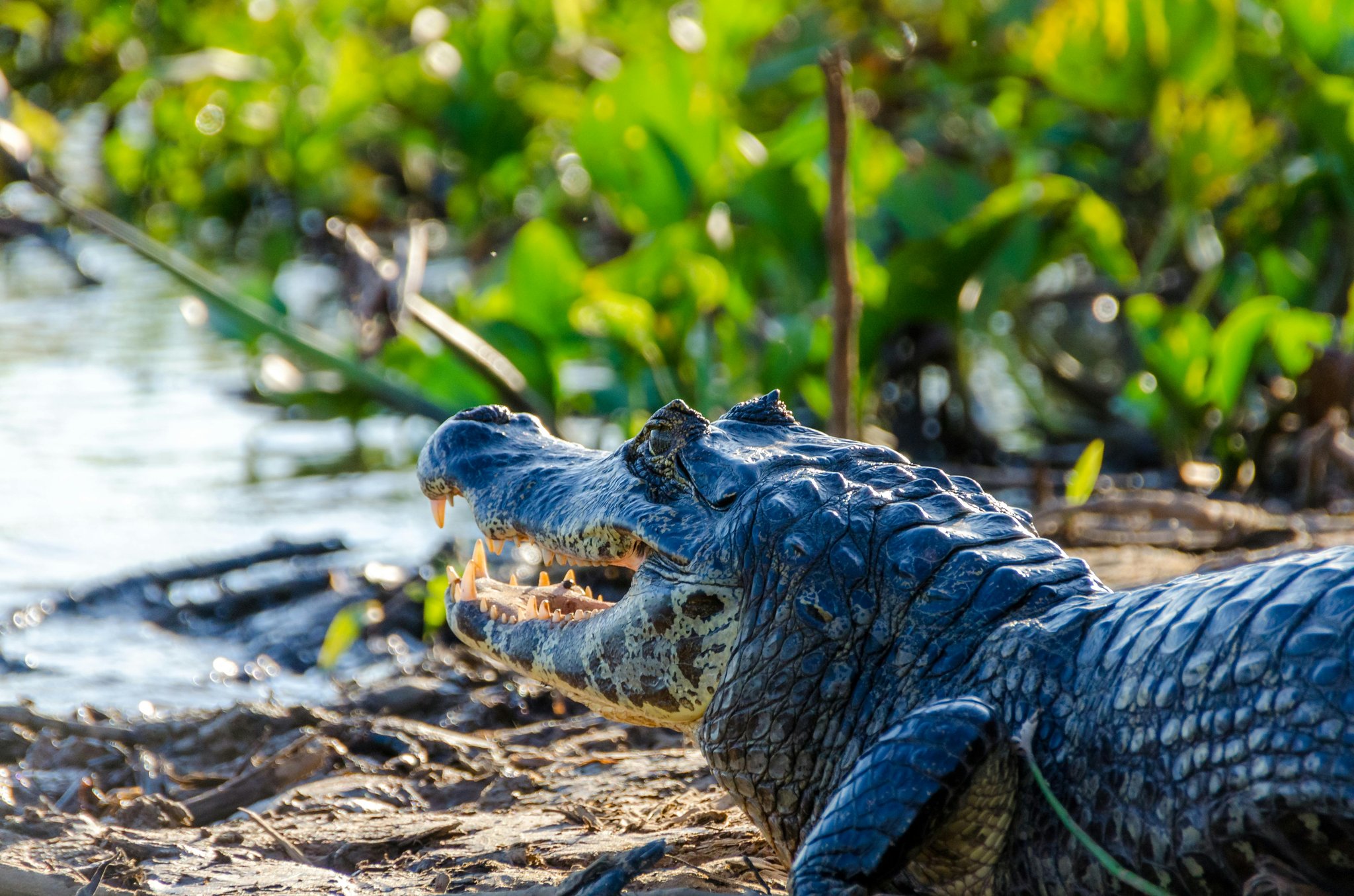 Jaws agape on the riverbank — every Pantanal boat trip has a story. A large caiman rests on a muddy riverbank with its jaws wide open, sharp teeth clearly visible, during a pantanal tour from campo grande, with lush green vegetation reflected in the water behind it