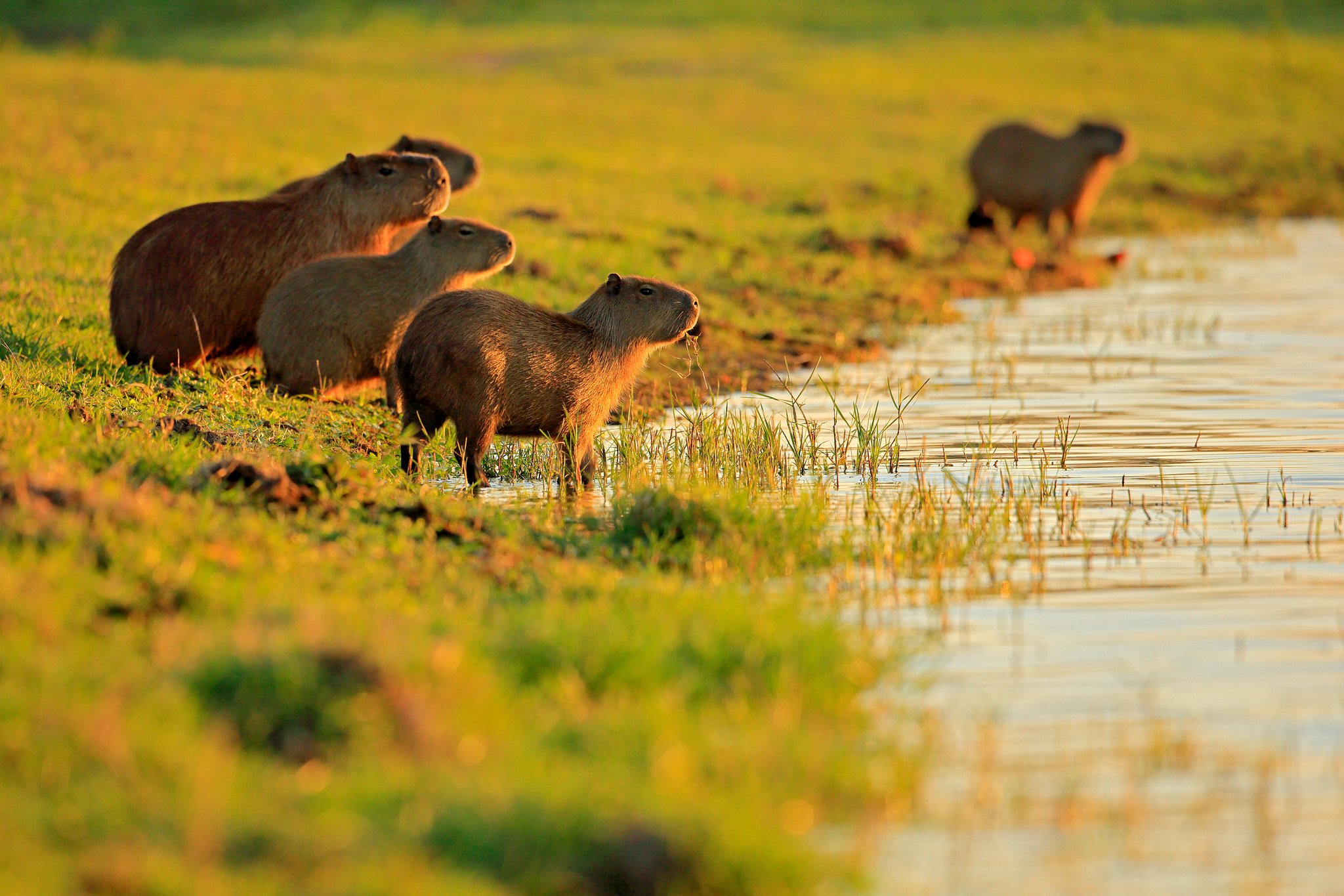 Five capybaras at the water's edge, glowing in the last light of the day. Photo: Ondrej Prosicky A group of capybaras grazing and wading along a shallow flooded grassland shoreline, bathed in warm golden-hour light on a pantanal tour from campo grande