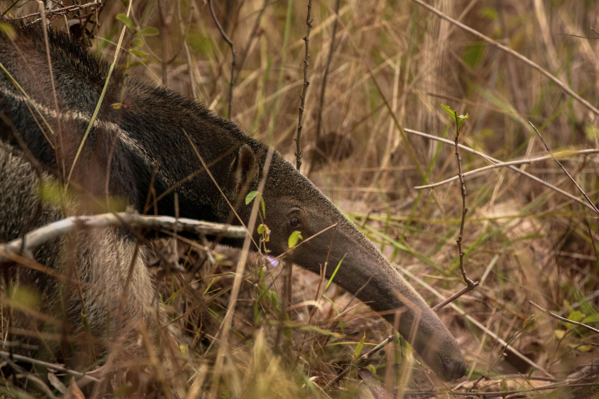 That extraordinary snout, engineered to find every last ant. A giant anteater pushes its long tubular snout low through dry golden grass and sparse shrubs during a pantanal tour from campo grande