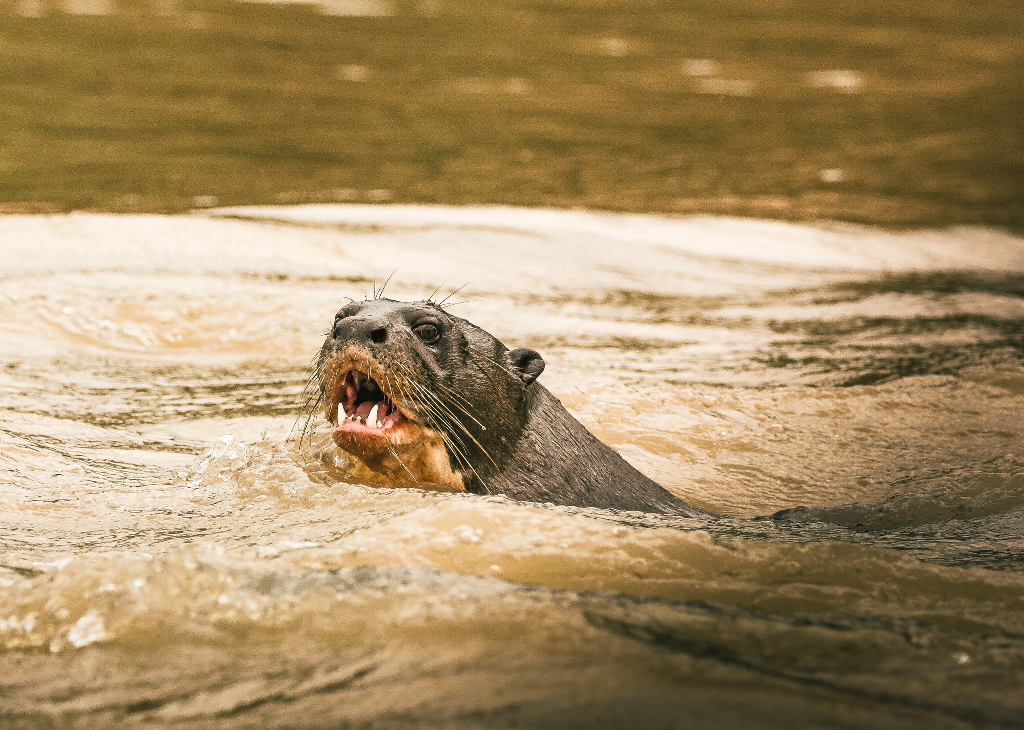 Teeth bared, whiskers flared — a giant otter announces itself. A giant otter surfacing from a murky river with its mouth open wide, whiskers splayed and teeth visible — a close-up encounter on a pantanal tour from campo grande