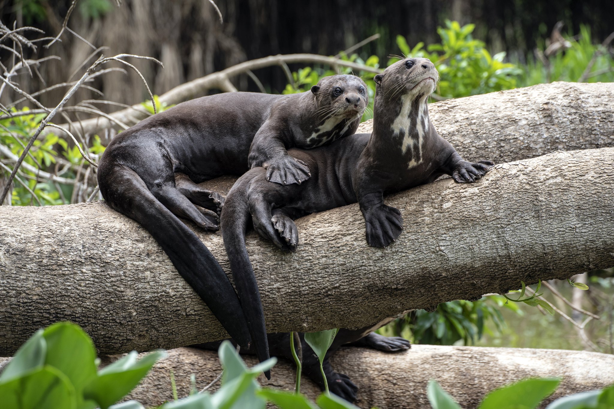 Inseparable and utterly at ease — giant otters claim their favourite log. Photo: Zach Etheridge Two giant otters with distinctive white throat patches resting together on a fallen log surrounded by lush riverside vegetation on a pantanal tour from campo grande