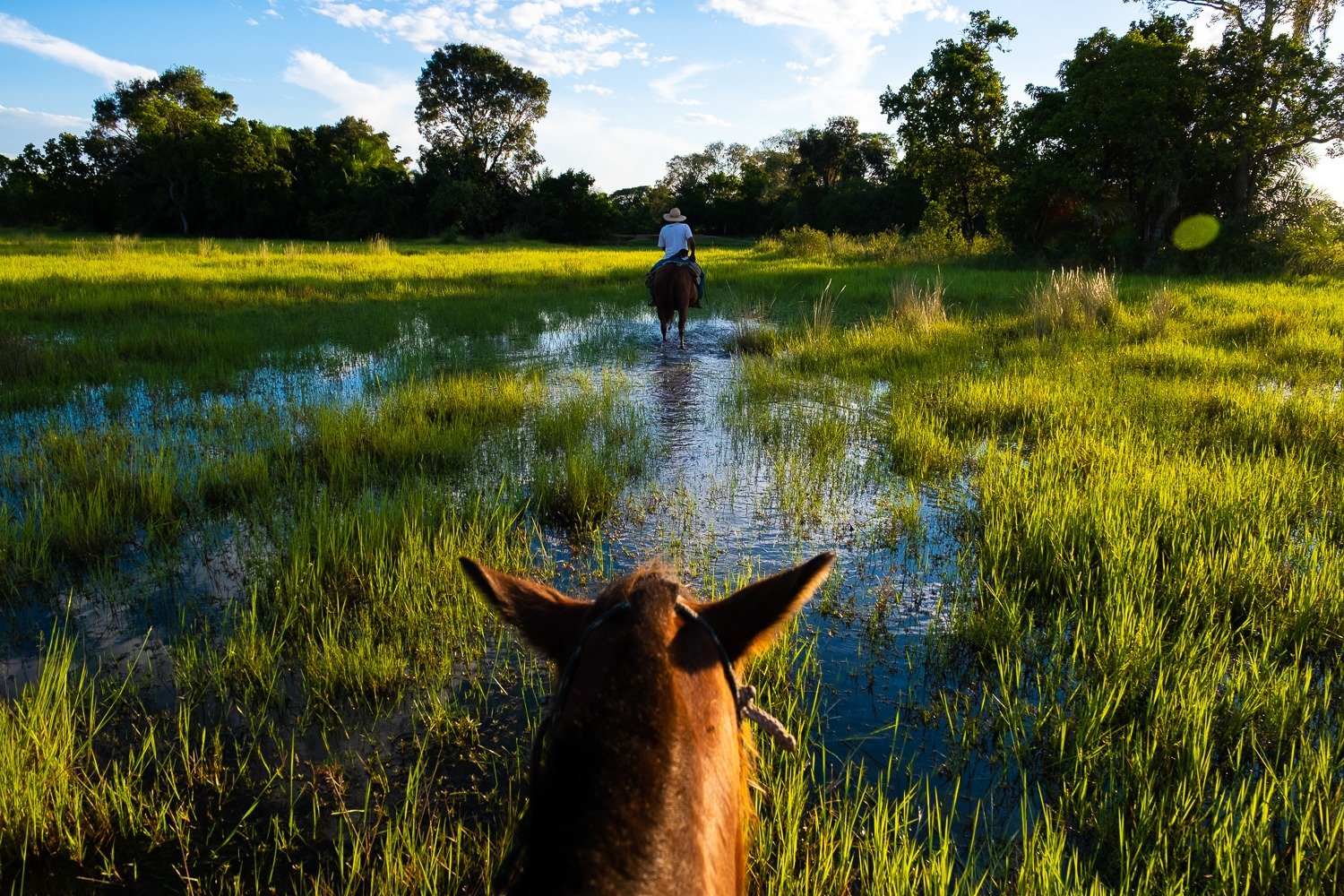 Riding through the floodwaters, ears pricked, the wetlands stretching ahead. View from horseback following a guide on horseback through shallow flooded grasslands on a pantanal tour from campo grande, surrounded by lush green sedges and gallery forest under a blue sky
