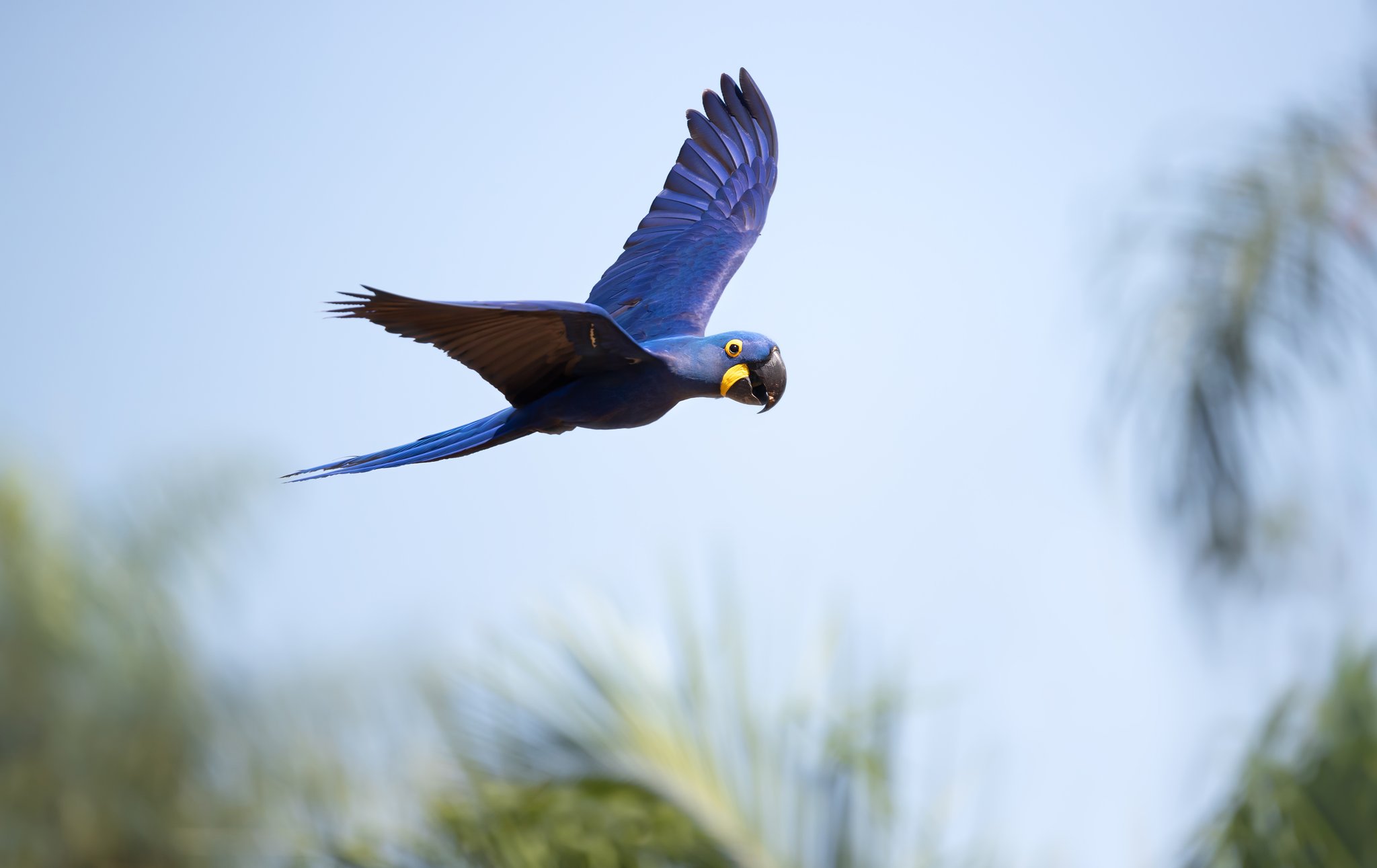 Full wingspan, pure cobalt — a streak of blue across the Pantanal sky. Photo: Dgwildlife A hyacinth macaw in full flight against a pale blue sky on a pantanal tour from campo grande, its cobalt plumage and yellow eye-ring vivid above blurred palm fronds