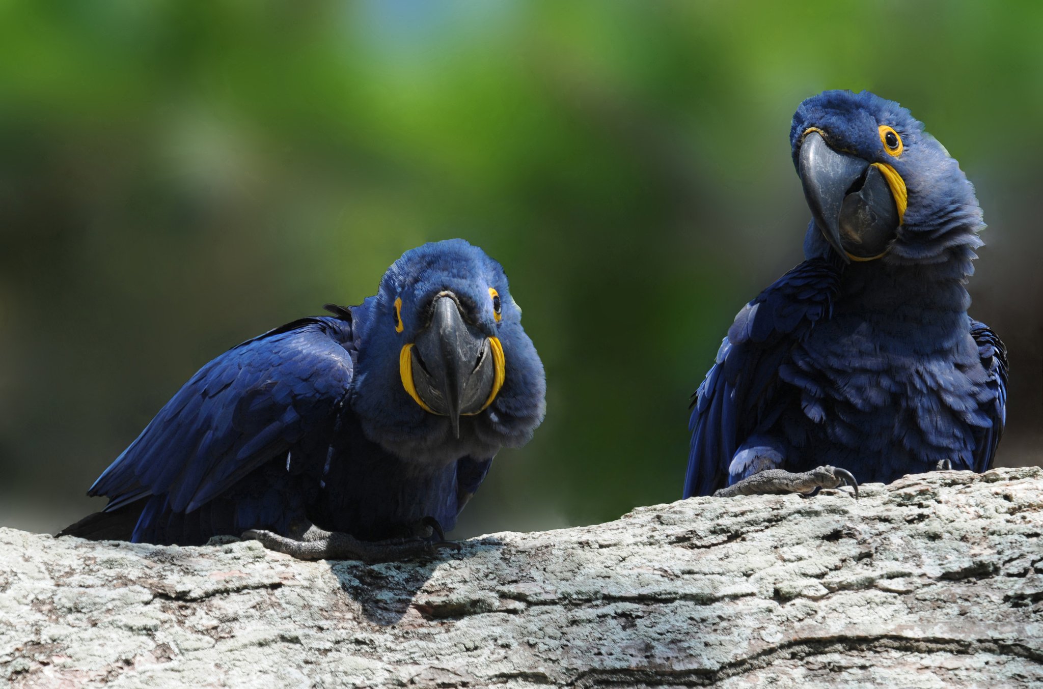 The world's largest macaw species, and they know it. Photo: nikpal Two hyacinth macaws with vivid yellow eye-rings perch side by side on a weathered log during a pantanal tour from campo grande, against a soft green bokeh background