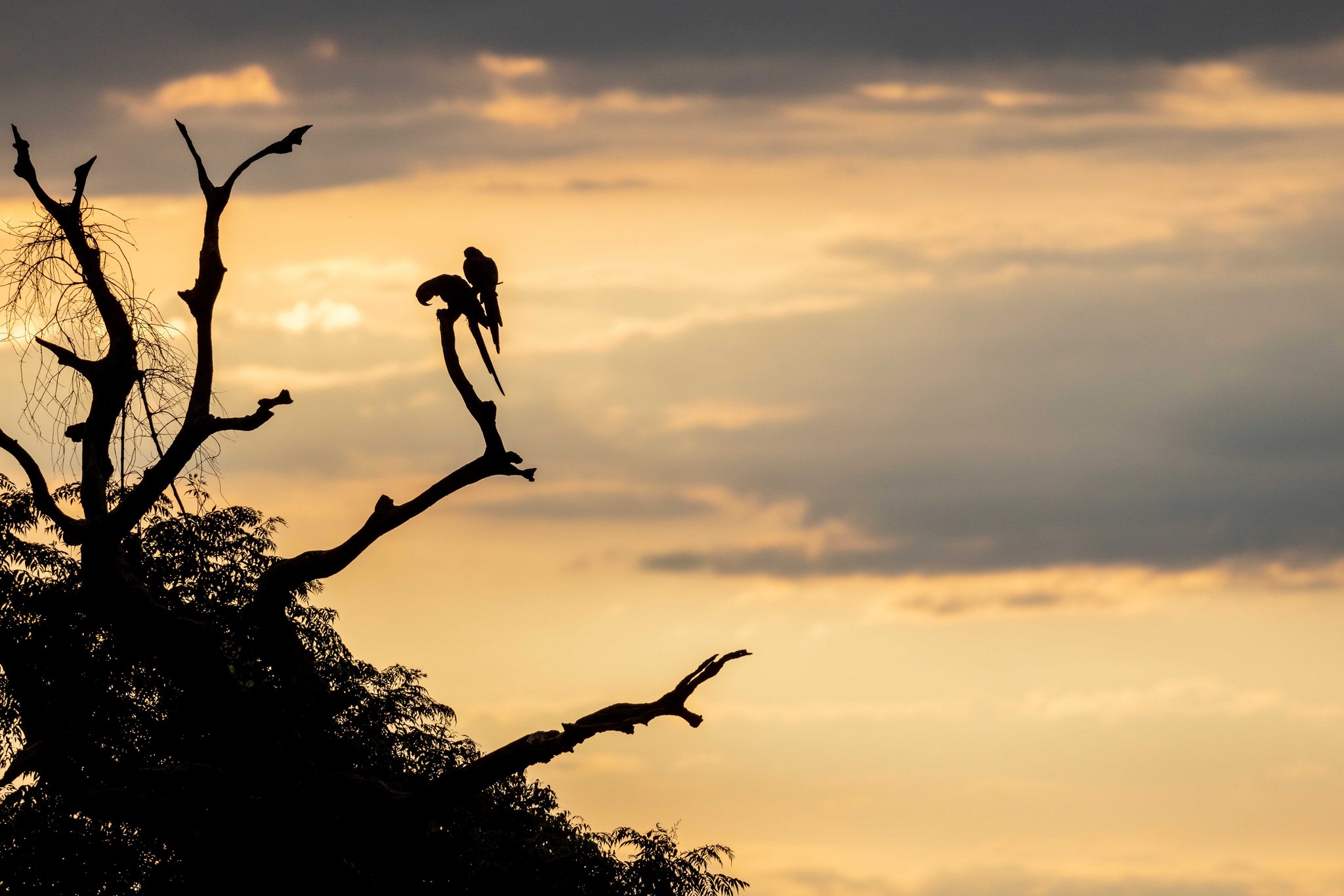 A pair of macaws settle in for the night, ink-black against a burning sky. Two large-macaw silhouettes perched together on a bare tree branch against a glowing golden sunset sky on a pantanal tour from campo grande