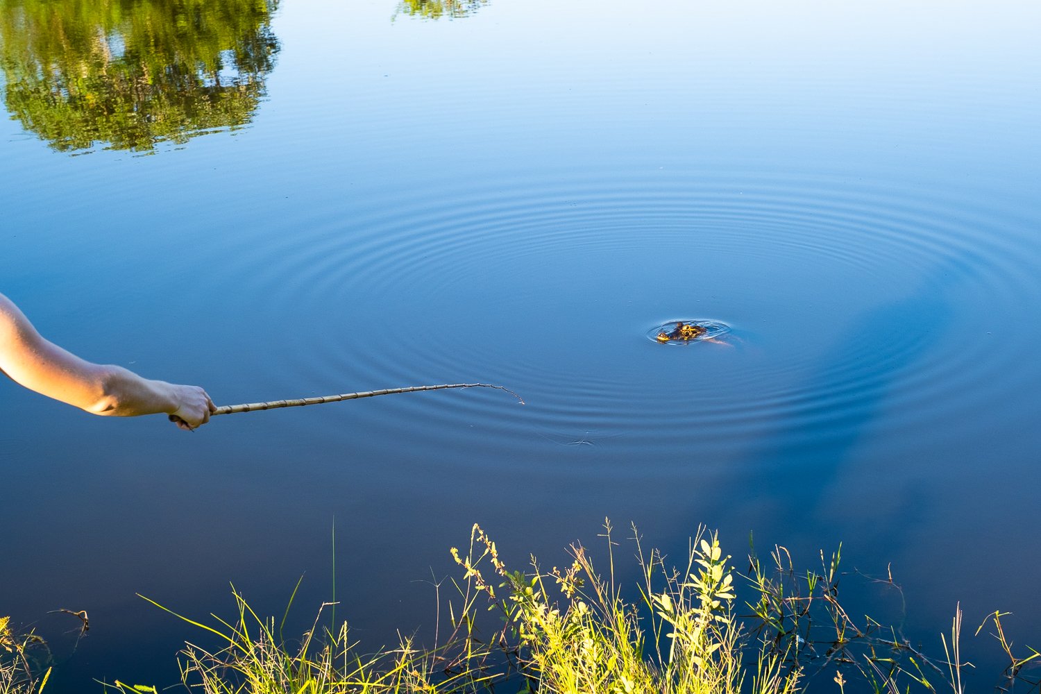 Concentric rings spreading across still water — the unmistakable moment a piranha takes the bait. Photo: LARSDINJENS A hand holds a thin bamboo rod over a calm river surface where concentric ripples spread outward from a small disturbance — piranha fishing on a pantanal tour from campo grande