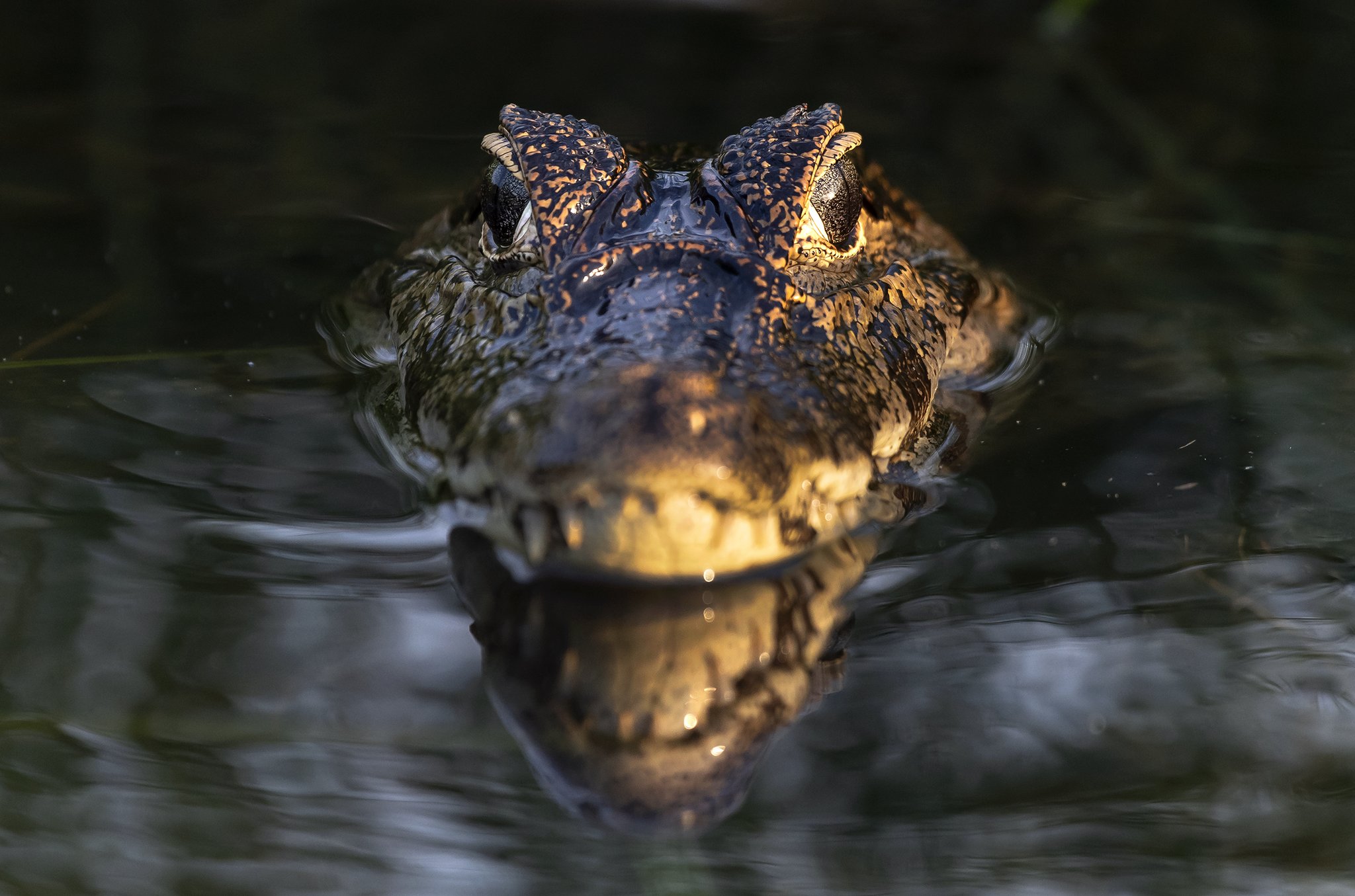Ancient, patient, and utterly at home — the Pantanal's most watchful resident. Photo: USO A caiman's armored head rises just above the dark water surface on a Pantanal Tour from Cuiabá, its golden-scaled snout and alert eyes caught in warm light with a perfect mirror reflection below
