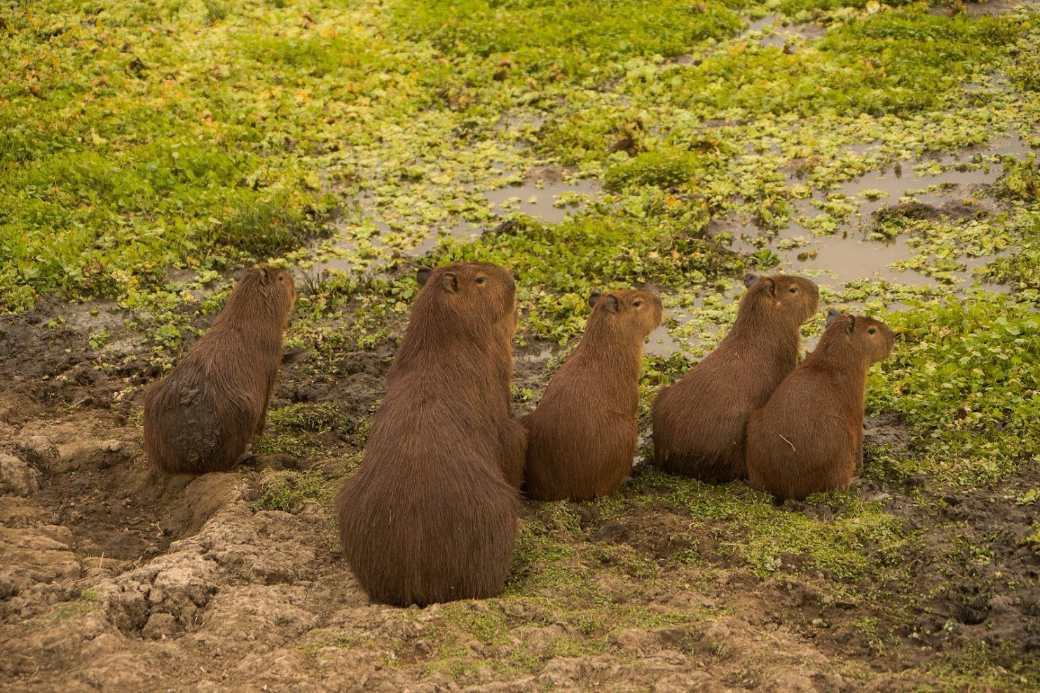 Six pairs of ears, all tuned to the same sound. Photo: Alexis Prappas A group of six capybaras standing alert on a muddy bank beside a shallow, vegetation-covered pool on a Pantanal Tour from Cuiabá