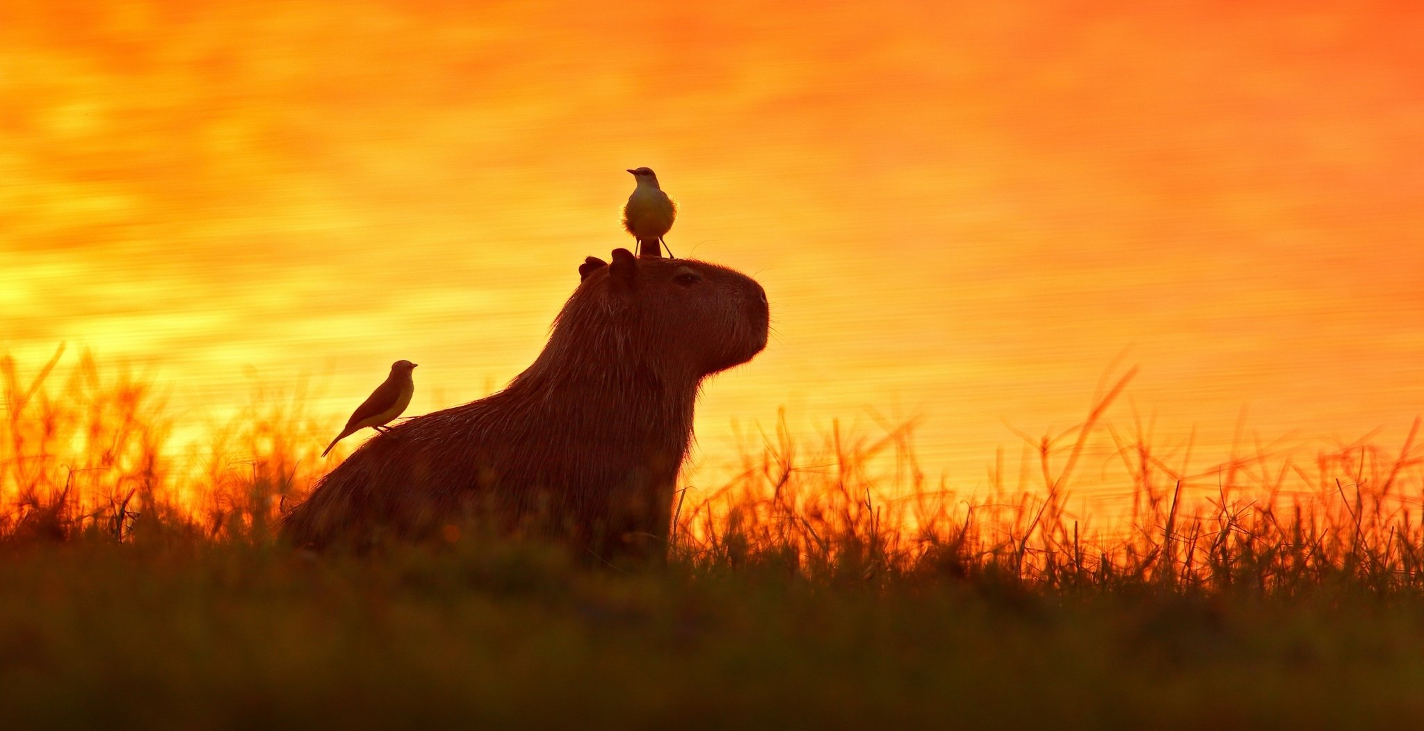 A capybara silhouetted against a blazing orange sunset sky on a Pantanal wildlife tour, with two small birds perched on its back and side amid tall grass