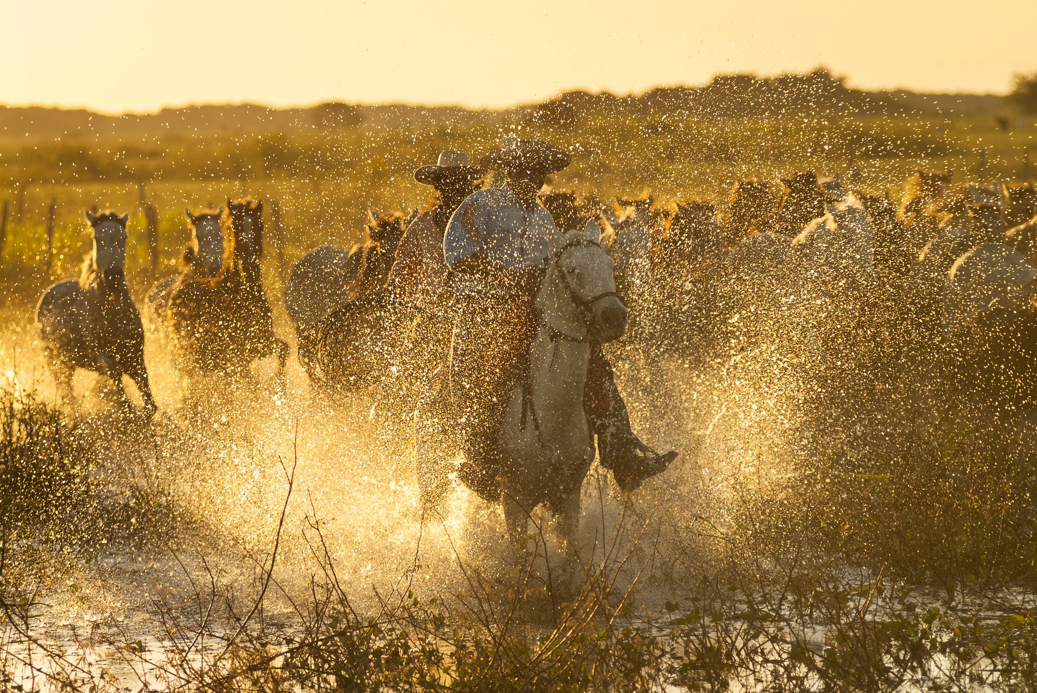 Golden light, flying hooves, a wall of spray — horseback riding in the Pantanal at its most untamed. Photo: Samuel Betkowski A cowboy on a white horse leads a galloping herd through a flooded wetland at golden hour on a Pantanal Tour from Cuiabá, water exploding in every direction