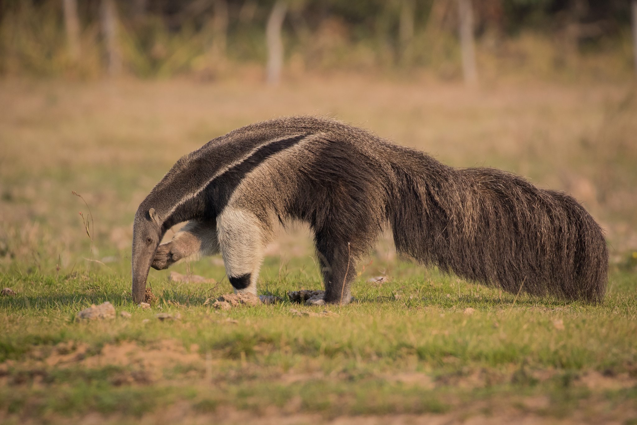 A giant anteater probes the ground with its elongated snout on open grassland during a Pantanal Tour from Cuiabá