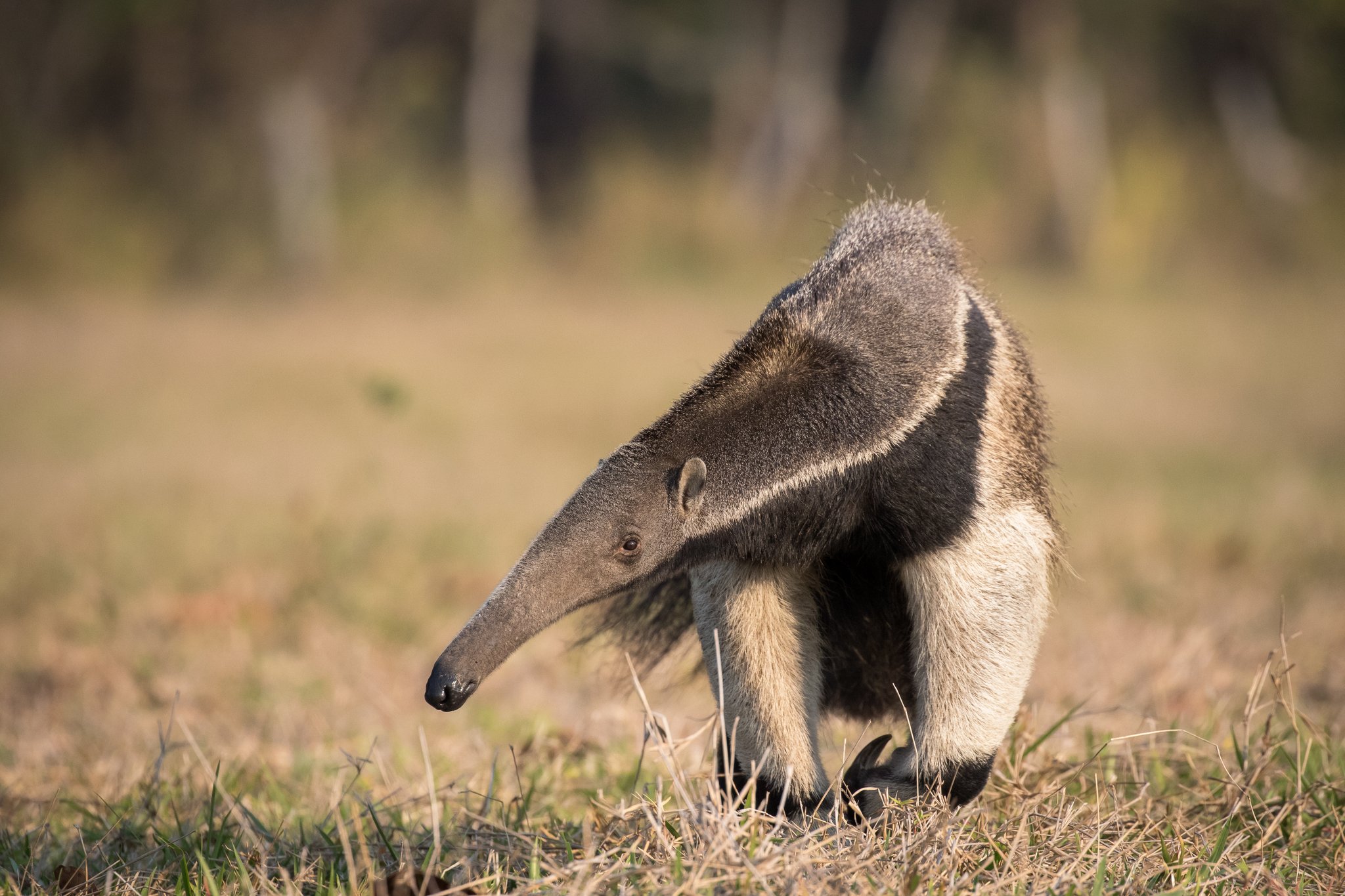 Long snout, powerful claws — one of the Pantanal's most iconic wanderers on the move. Photo: Pedro Ferreira do Amaral A giant anteater walks through dry open grassland on a Pantanal Tour from Cuiabá, its long snout lowered and distinctive black-and-white shoulder stripe clearly visible