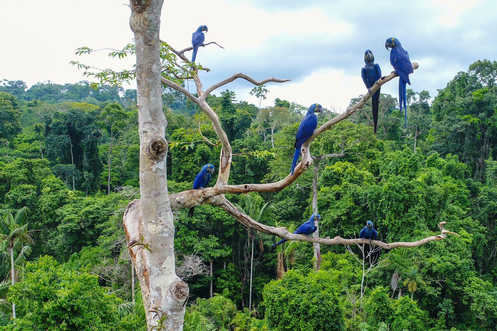 Seven cobalt giants sharing one bare tree — a sight that stops every traveller cold. Photo: Tarcisio Schnaider Seven hyacinth macaws perched across the bare branches of a tall tree on a Pantanal tour from Cuiabá, set against a dense green forest canopy