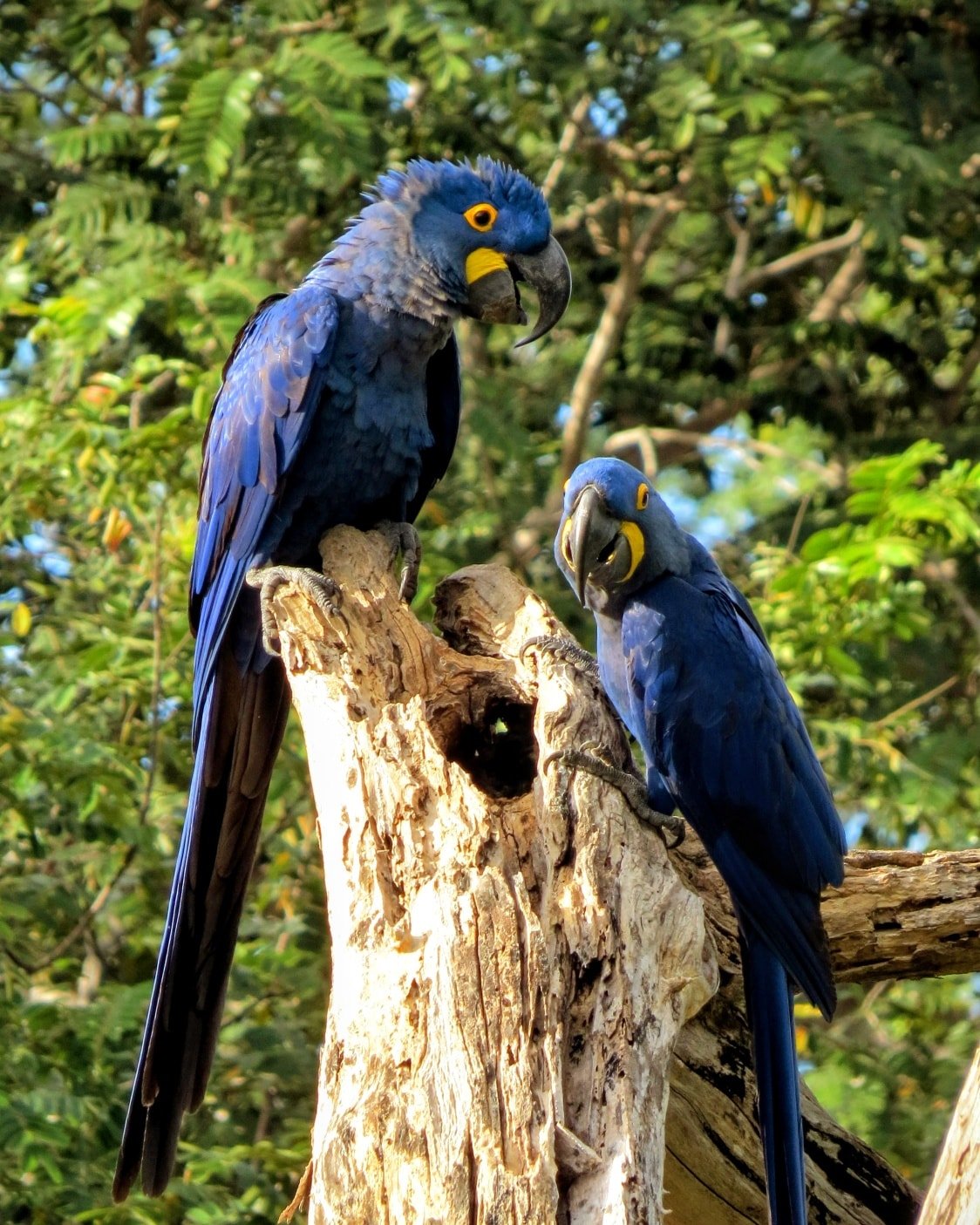A bonded pair of hyacinth macaws — the world's largest flying parrot — share a quiet moment on their favourite perch. Two hyacinth macaws perched on a weathered dead tree stump during a Pantanal Tour from Cuiabá, their cobalt-blue plumage and vivid yellow eye-rings gleaming in the sunlight