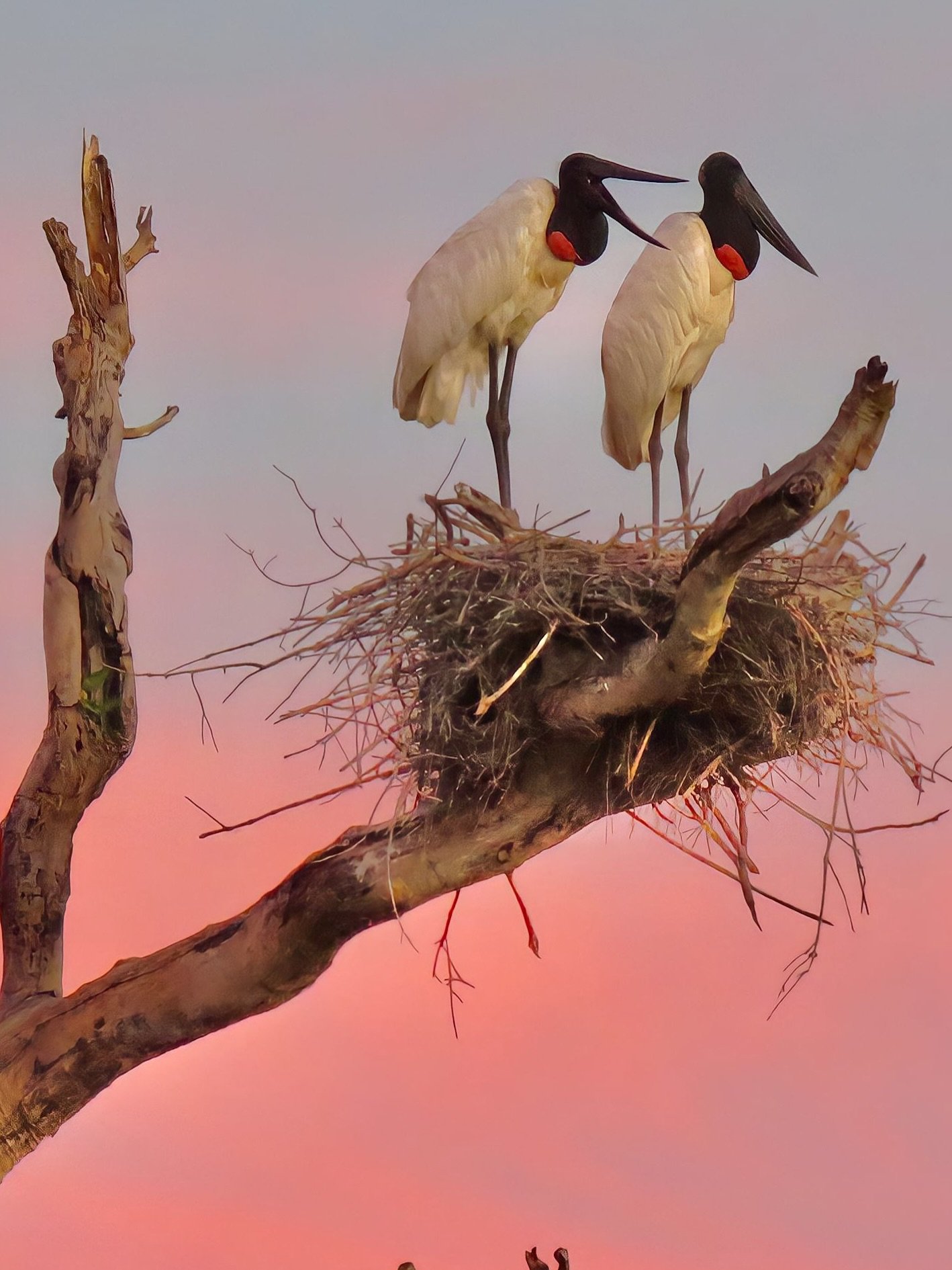 Beak to beak at dusk — a nesting pair of jabiru storks, the Pantanal's most iconic birds. Two jabiru storks standing together on a large stick nest atop a bare dead tree, their black heads and vivid red throat pouches glowing against a rose-pink sunset sky — a classic sighting on a Pantanal Tour from Cuiabá