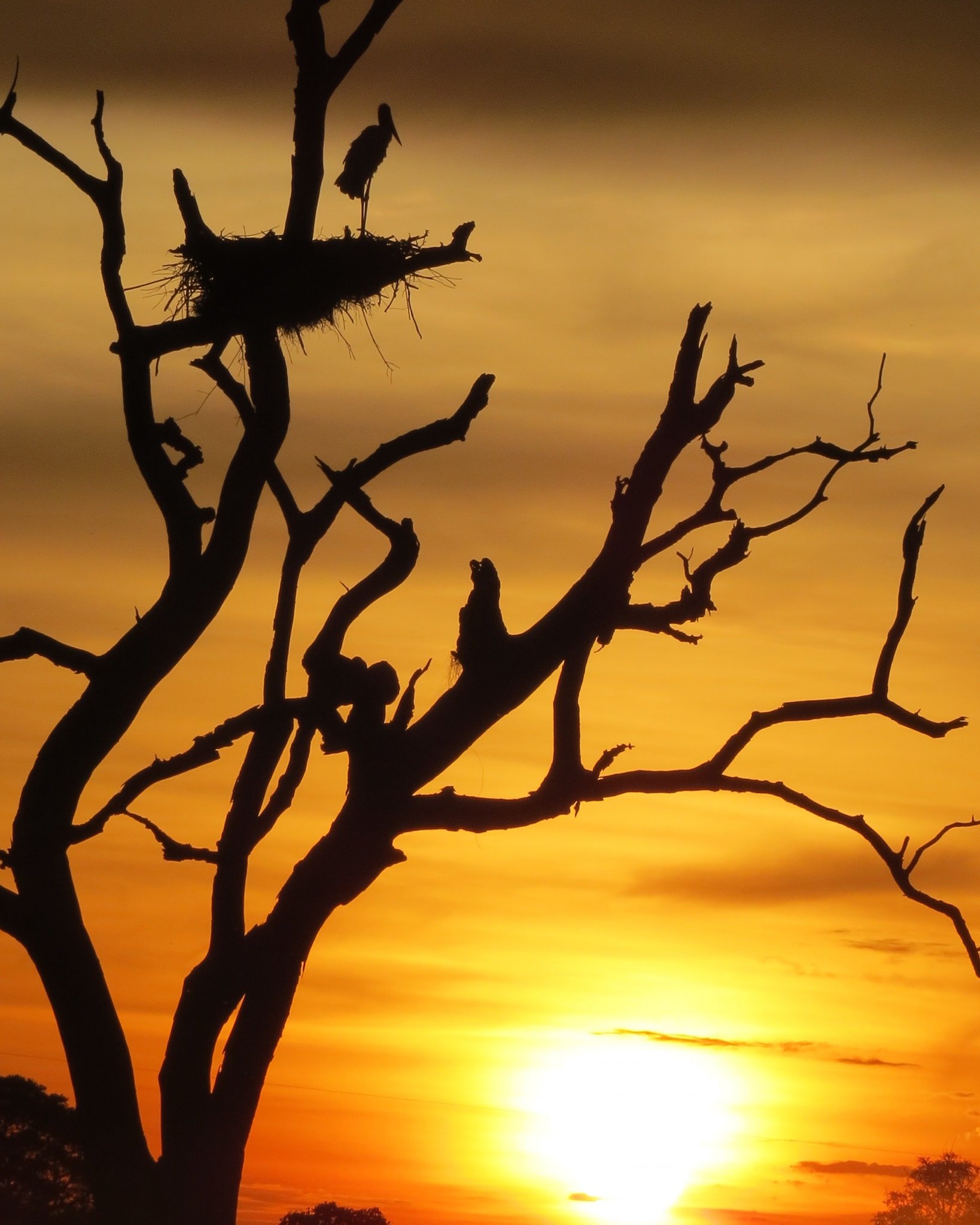 Bare branches, a huge stick nest, and the sky on fire — dusk belongs to the birds. A large wading bird perched on a stick nest atop a bare dead tree, silhouetted against a blazing orange sunset sky on a Pantanal Tour from Cuiabá