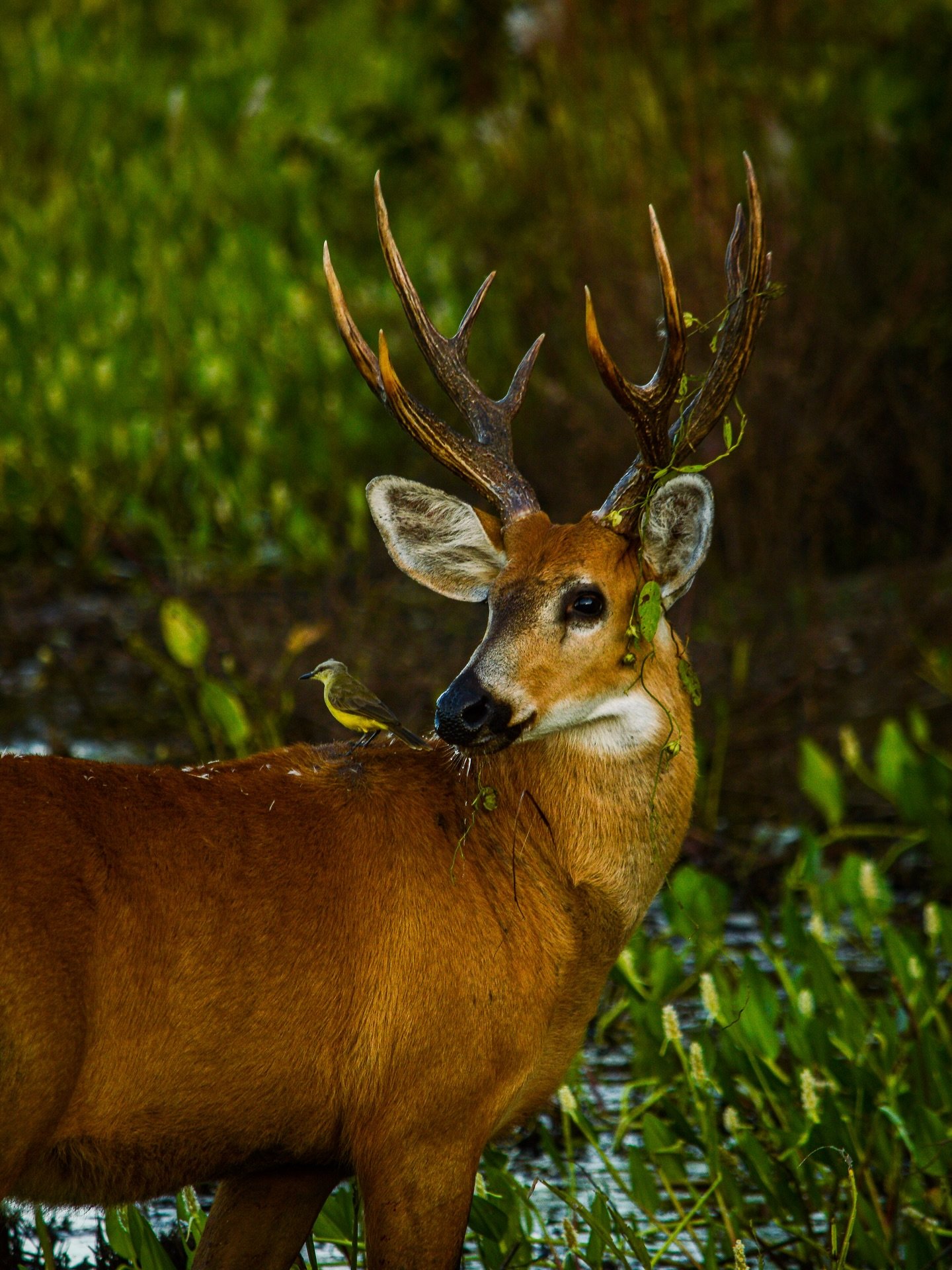 Antlers draped in vines, a hitchhiker on his shoulder — the wetlands write their own stories. A male marsh deer with large antlers tangled in vegetation stands in shallow water on a Pantanal wildlife tour, a small yellow-bellied songbird perched on its neck