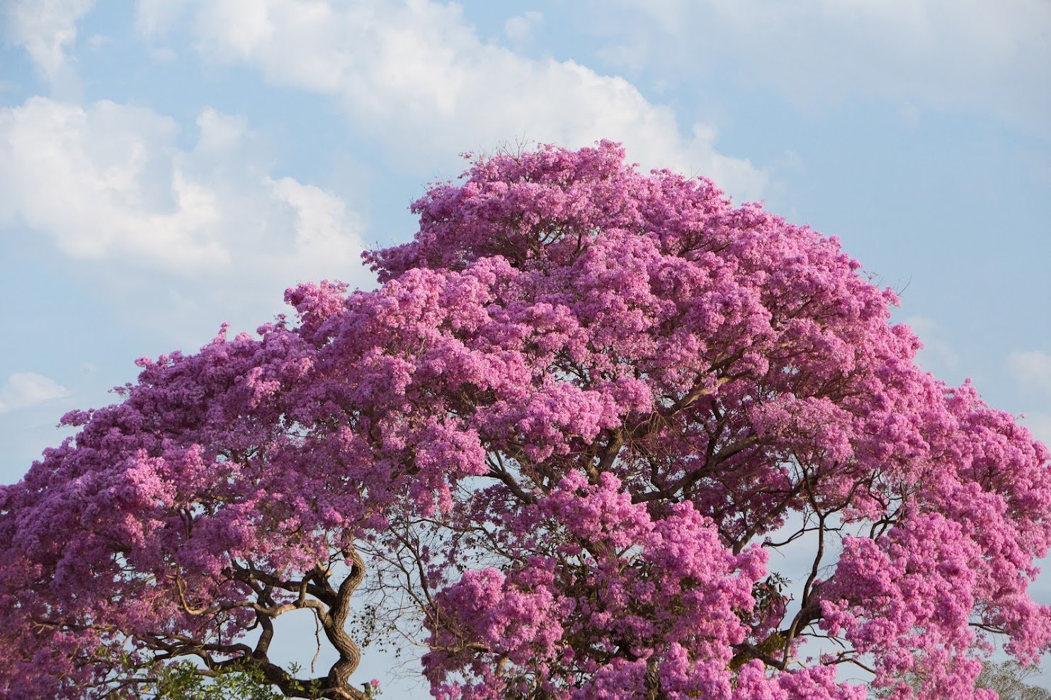 A massive pink ipê tree in full bloom against a partly cloudy sky, seen on a Pantanal Tour from Cuiabá