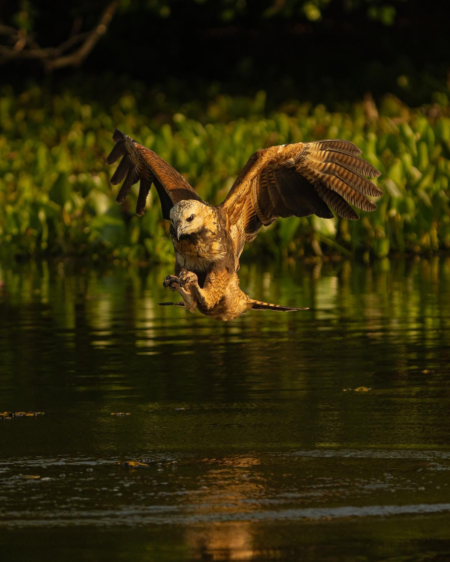 Talons out, committed — a split second before impact. A large raptor with wings fully spread hovers low over a calm dark river during a Pantanal Tour from Cuiabá, talons extended as it strikes at the water's surface, with lush green aquatic vegetation glowing in warm golden light behind it