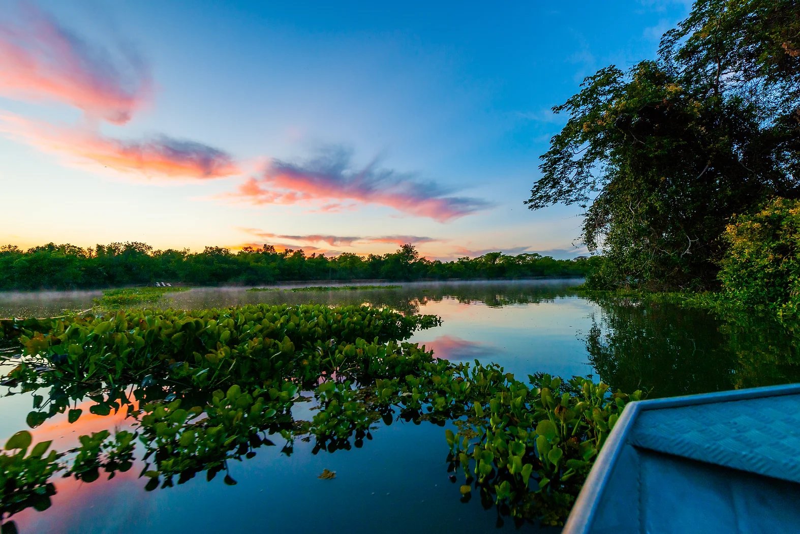 Mist rising, sky blazing — morning on the water comes quietly out here. View from a small boat gliding past floating water hyacinths on a calm wetland channel at sunrise, with pink and orange clouds reflected in the still water and dense gallery forest silhouetted along the horizon — a defining scene on a Pantanal Tour from Cuiabá