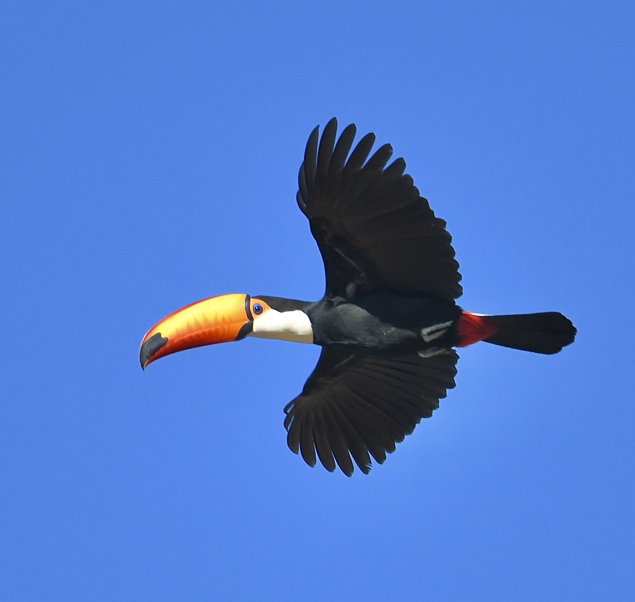 A toco toucan soaring against a clear blue sky on a Pantanal Tour from Cuiabá, its vivid orange-and-black bill and red undertail coverts sharply visible in full wingspan