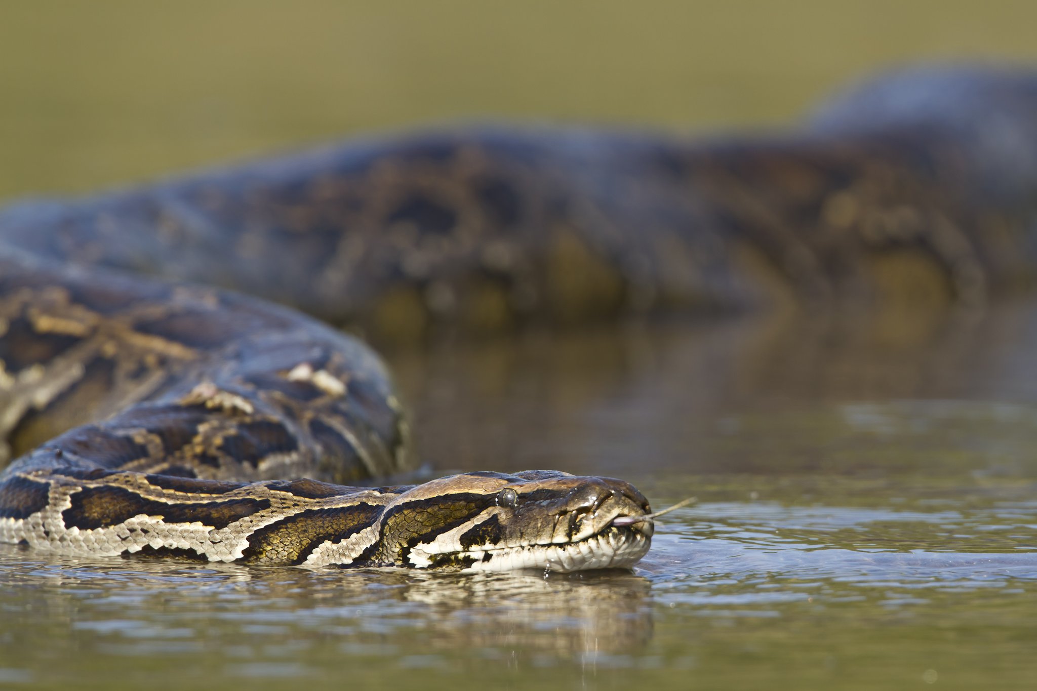 Uma grande píton desliza pela superfície da água rasa nas áreas úmidas do Pantanal Sul, com a língua bífida estendida para fora