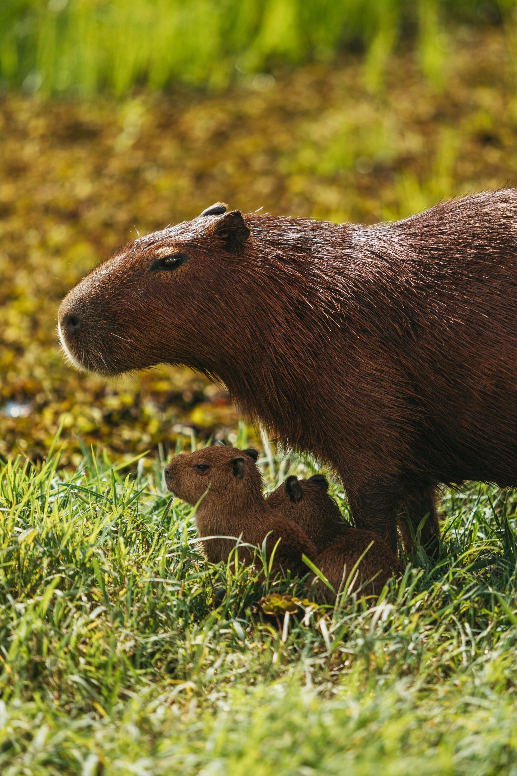 Adult capybara standing over two tiny pups nestled in green wetland grass during a pantanal tours brazil wildlife encounter