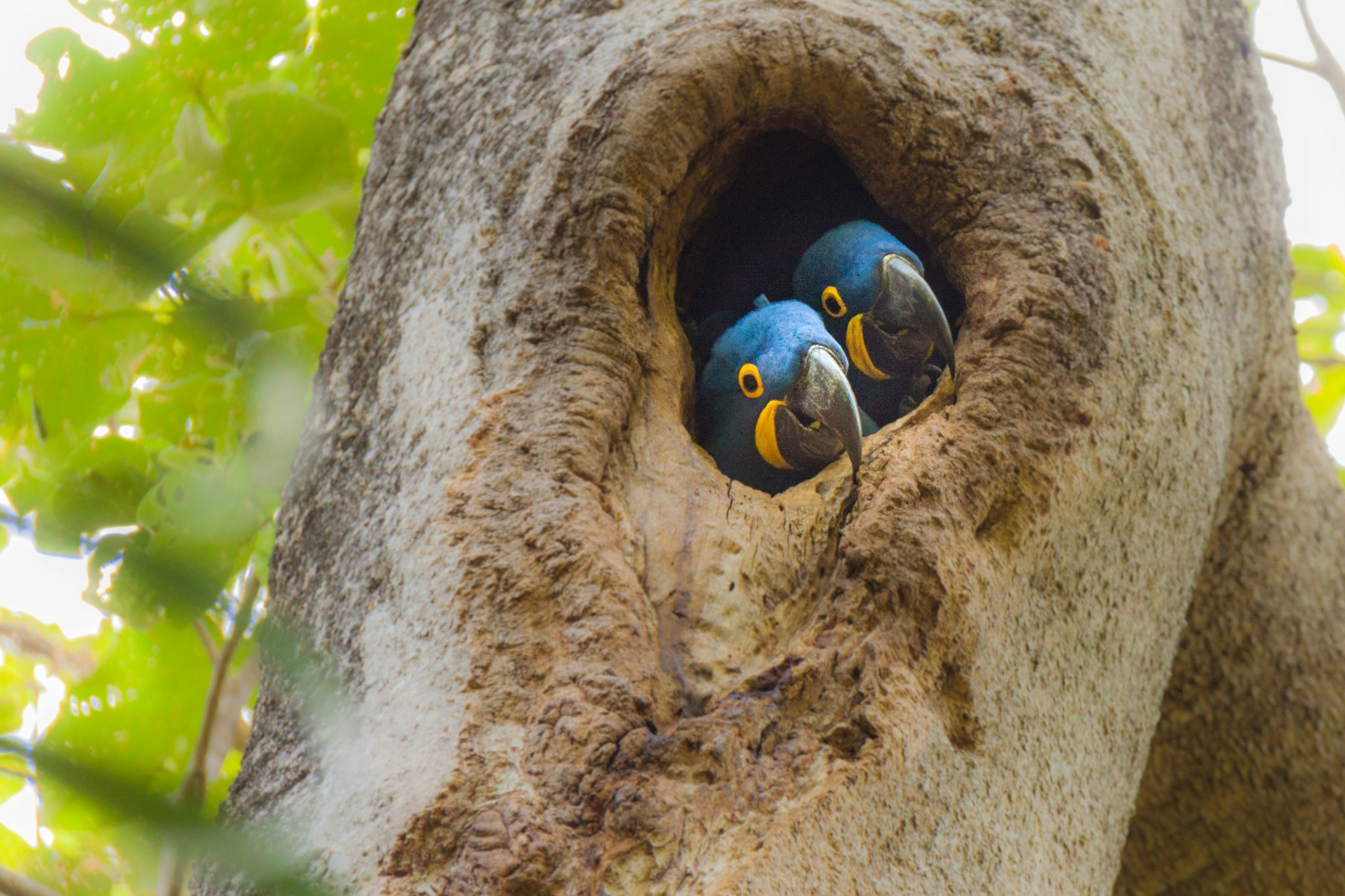 Two hyacinth macaws peering out of a natural tree hollow in the Pantanal, Brazil, their vivid cobalt-blue plumage and yellow eye-rings clearly visible during a pantanal tours brazil wildlife encounter