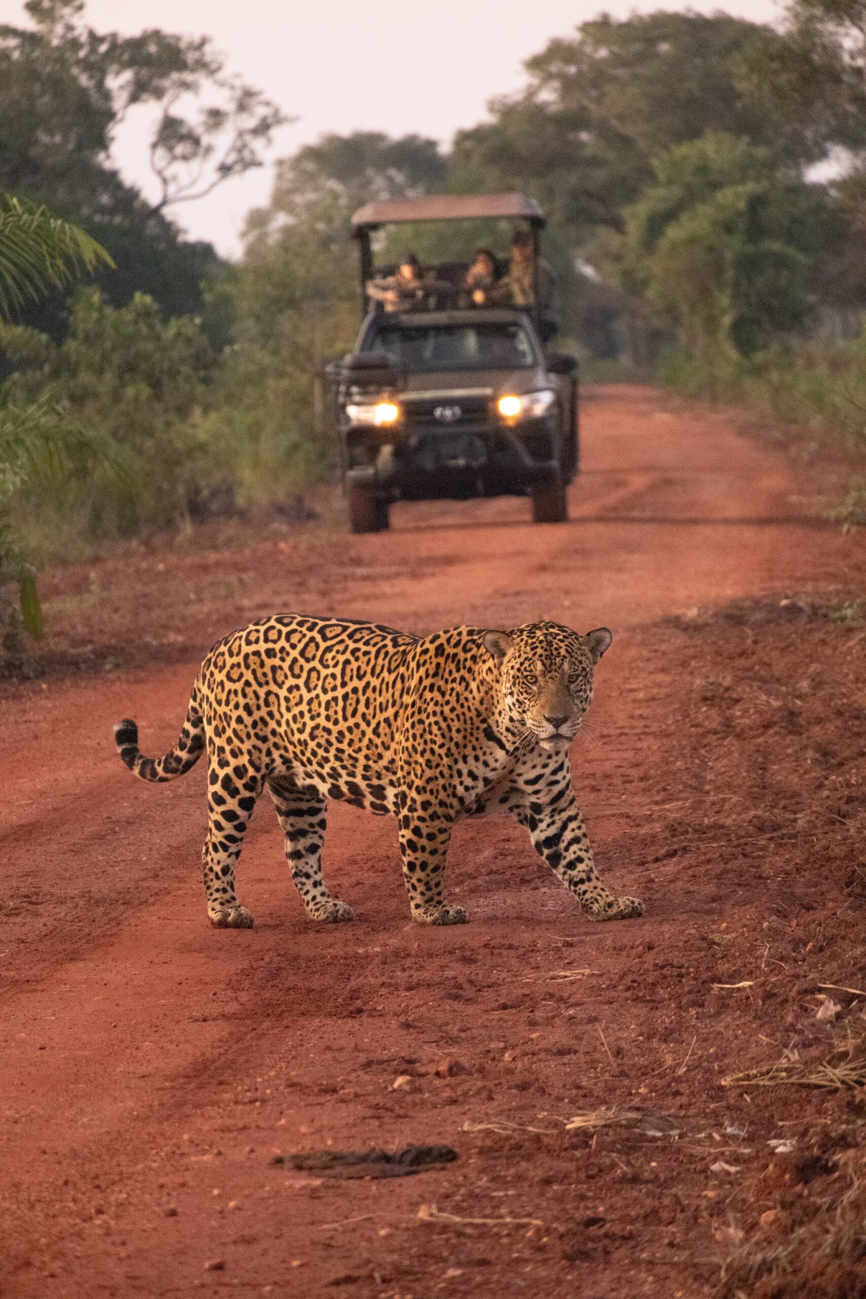 A wild jaguar crosses a red dirt road during a Pantanal tour in Brazil while a safari vehicle with photographers waits in the background