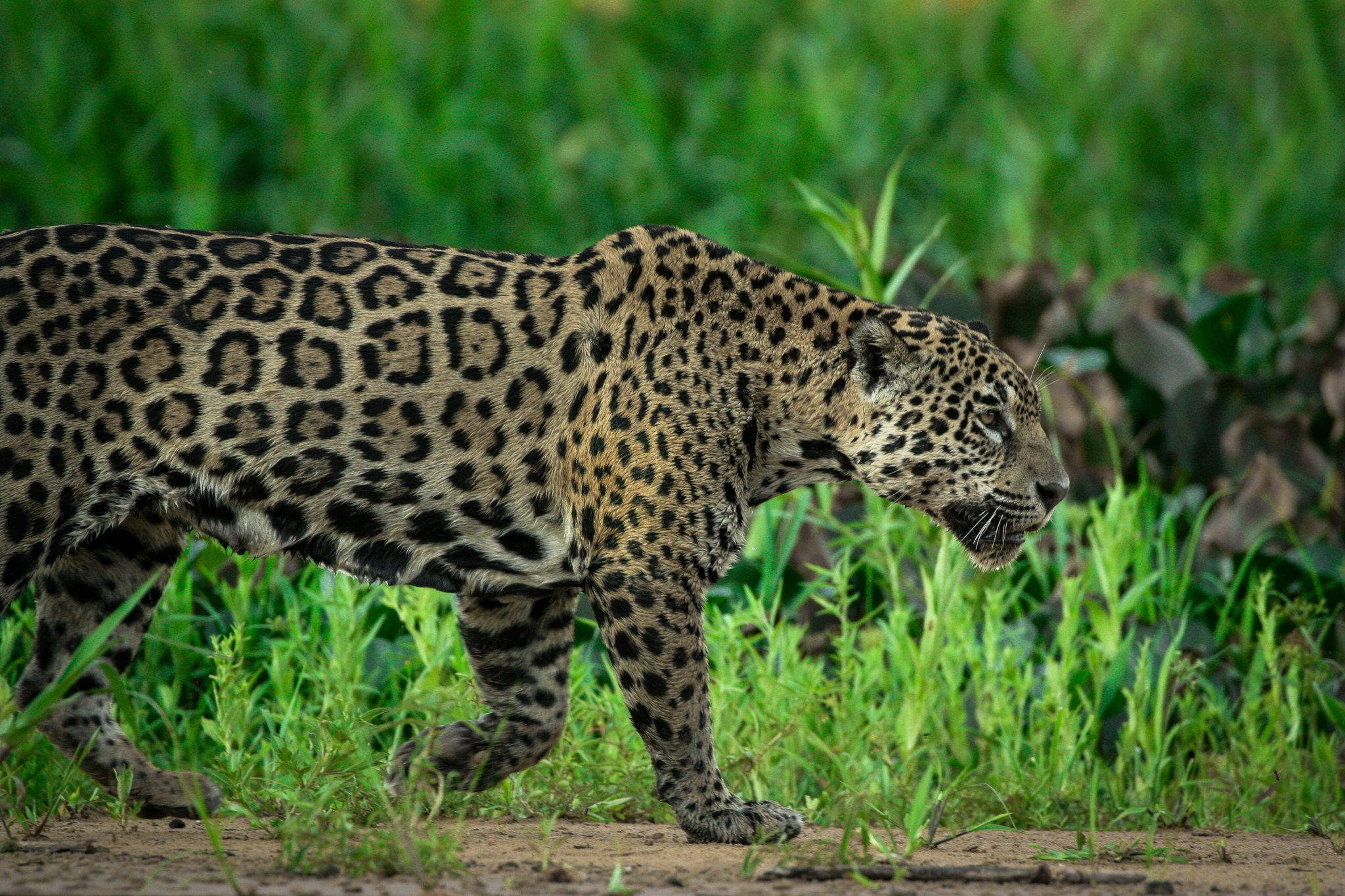 A wild jaguar stalking through lush green vegetation on a pantanal tours brazil jaguar safari
