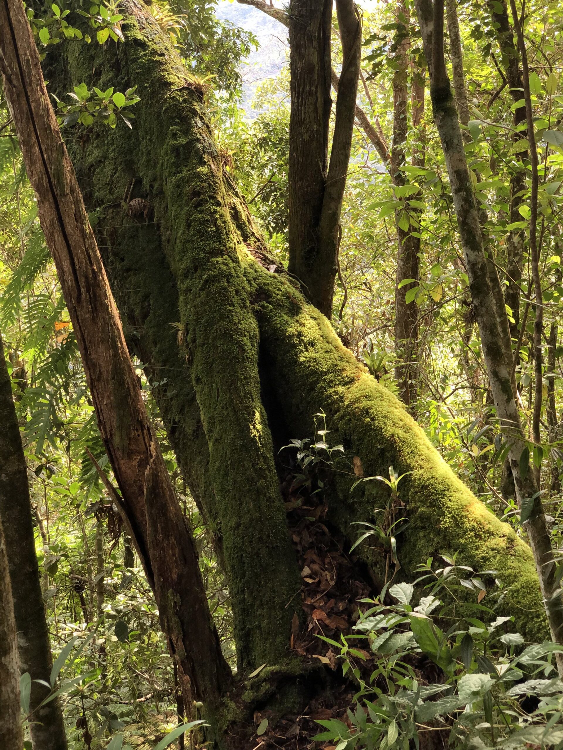 Ancient bark, alive with moss — the forest breathes. Thick green moss blankets the forked trunk and spreading roots of a large tree along the Pati Valley hike, surrounded by dense tropical forest undergrowth