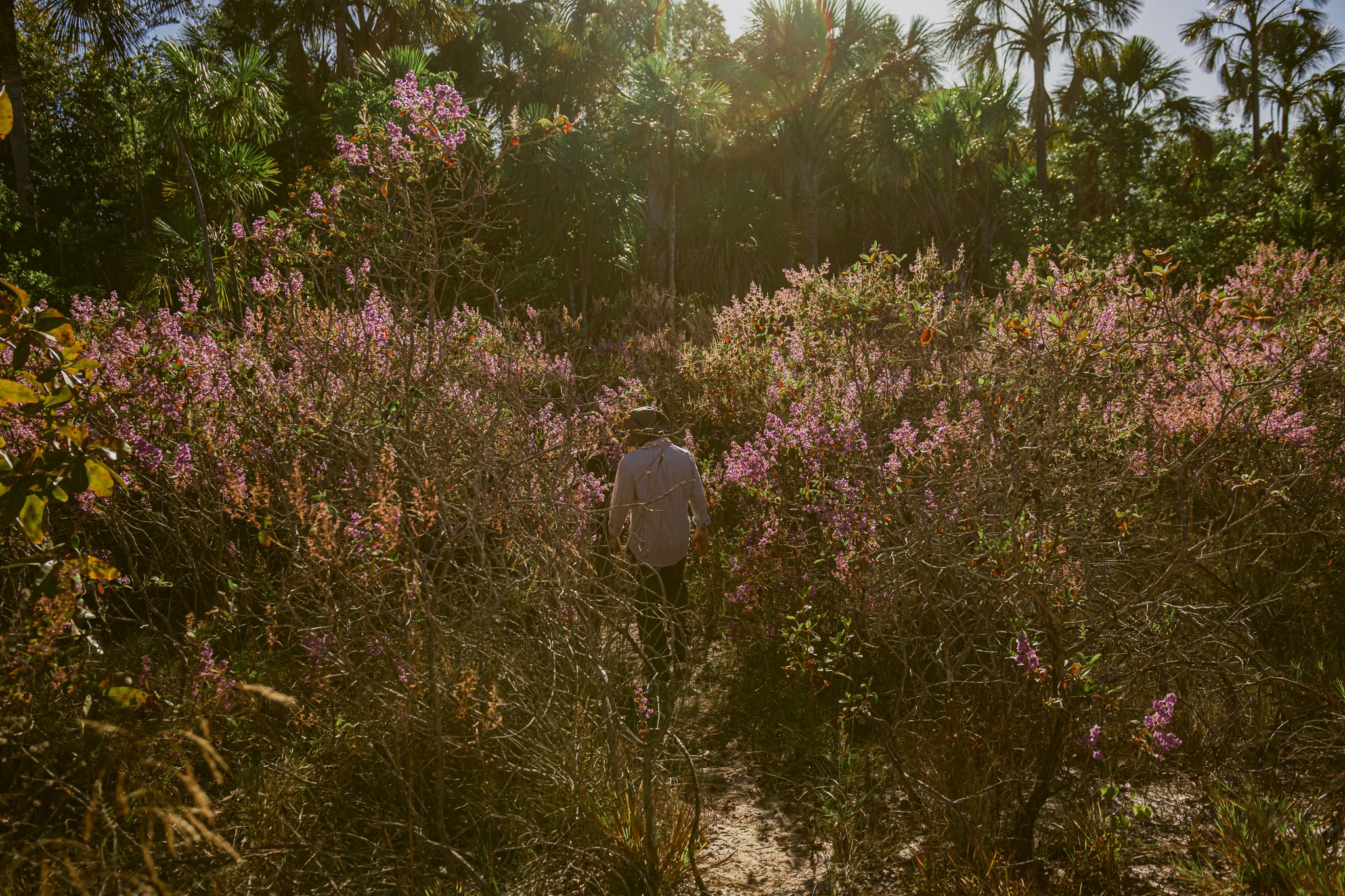 A lone hiker in a sun hat walks a narrow trail through dense pink-flowering shrubs on the Pousada Trijunção botanical trail, with tall Cerrado palms glowing in the backlight