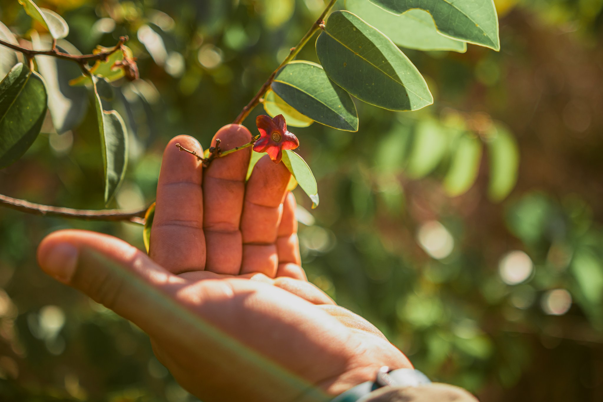 A hand gently holds a small red star-shaped flower on a leafy branch in the Cerrado at Pousada Trijunção, with sunlit green foliage softly blurred behind
