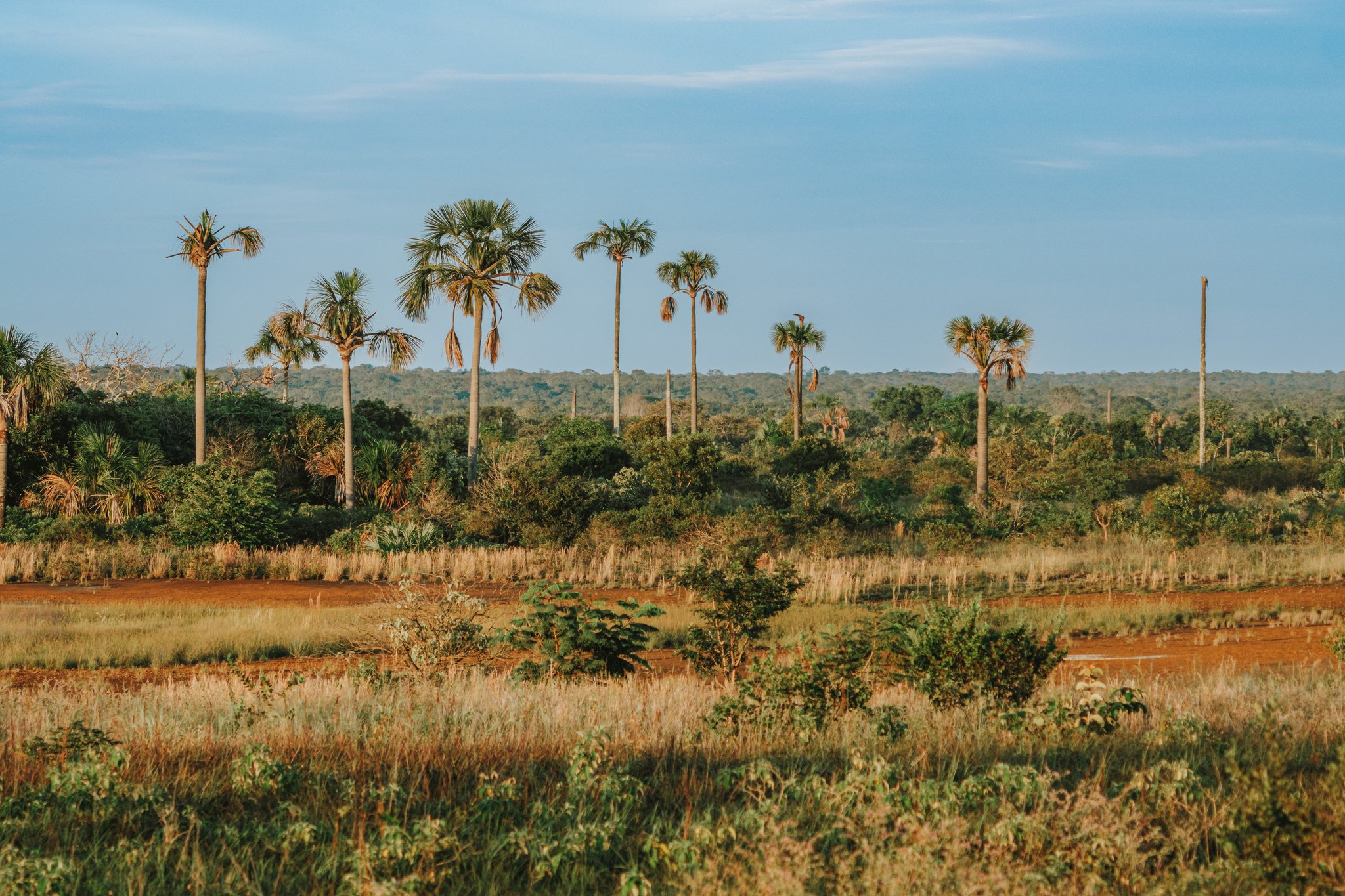 Wide open Cerrado savanna at Pousada Trijunção with tall buriti palm trees rising above golden grassland and dense green woodland under a blue sky