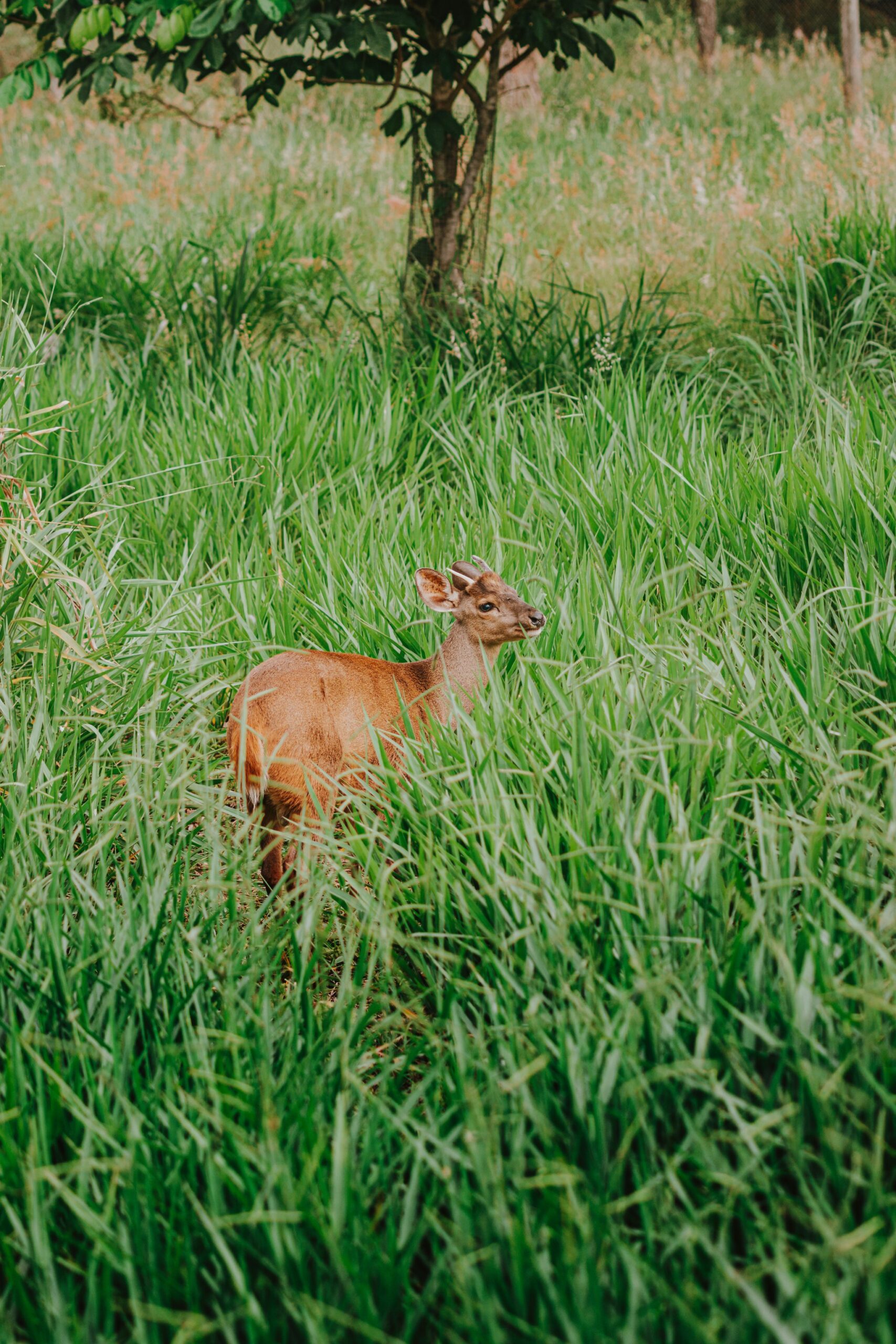 A young deer stands alert among tall green grass near a tree at Pousada Trijunção, in the heart of the Cerrado