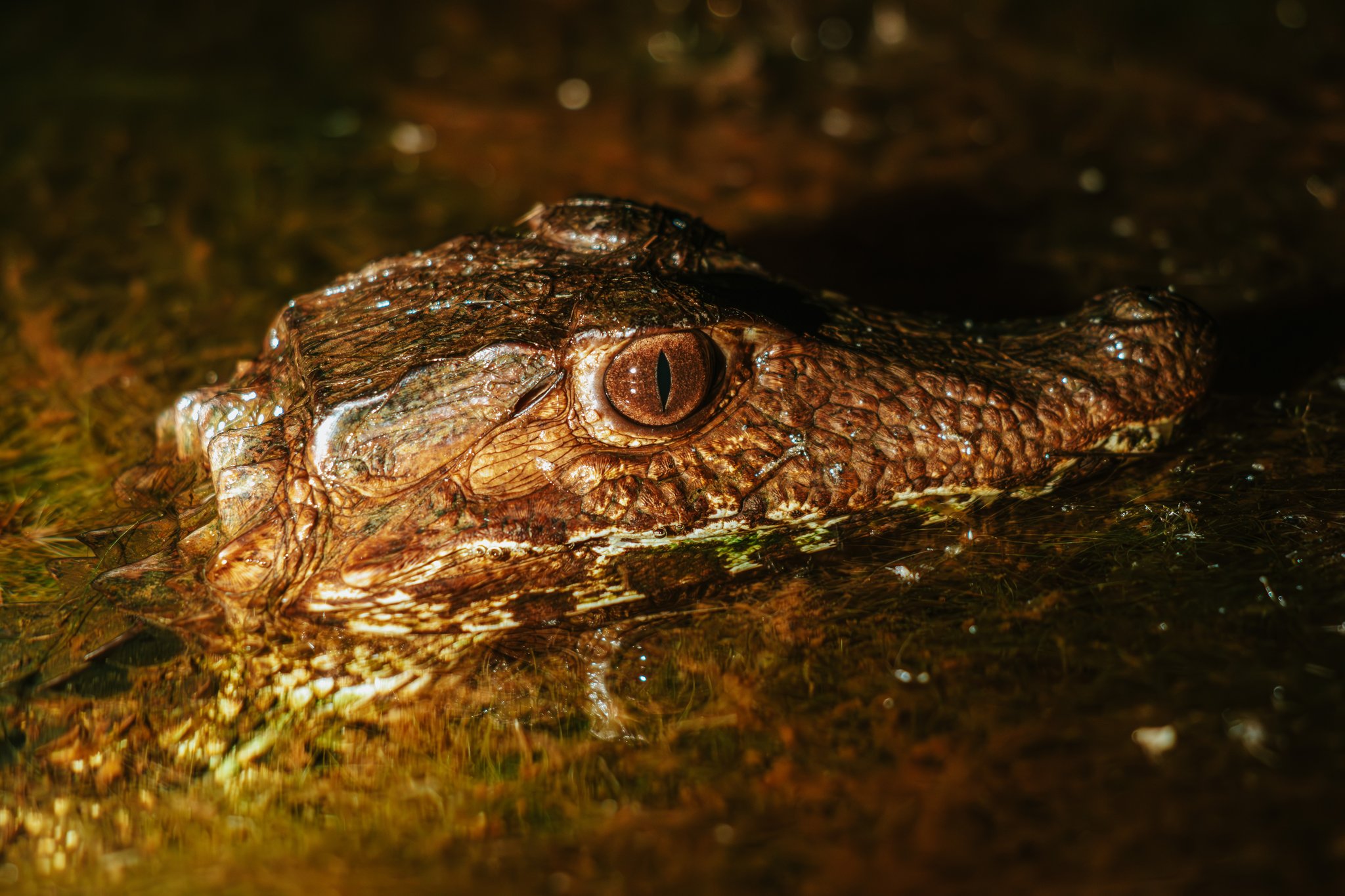 Extreme close-up of a dwarf caiman's head half-submerged in a shallow Cerrado waterway at Pousada Trijunção, its amber slit-pupil eye gleaming in the dark
