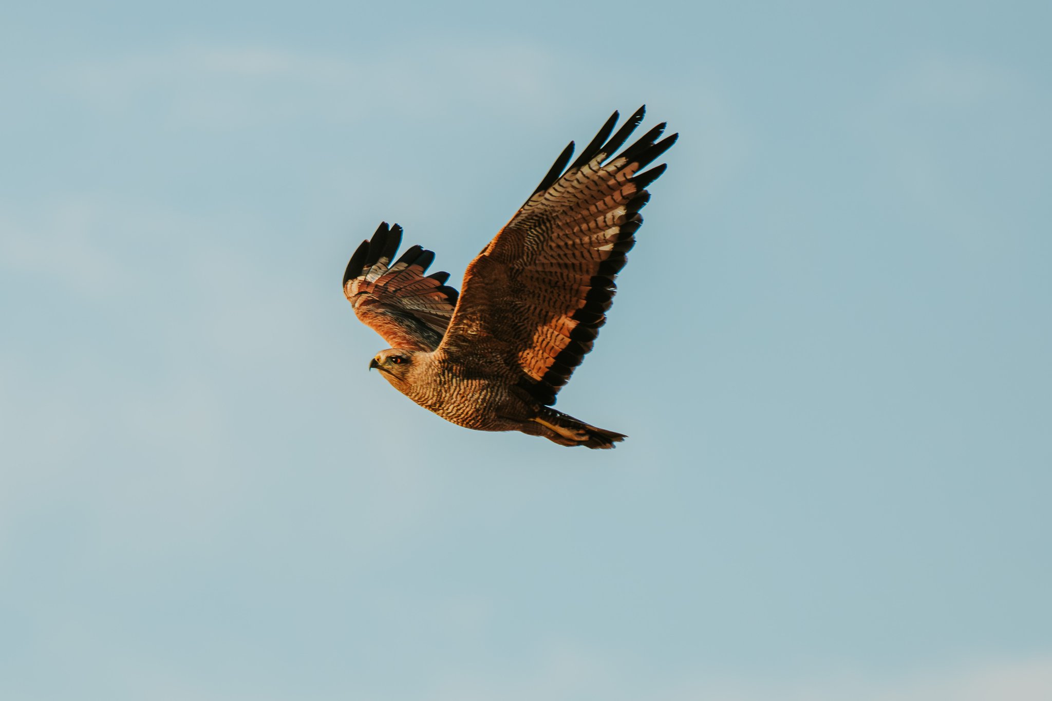 A raptor with rich brown and rufous plumage soars with wings fully spread against a pale blue sky at Pousada Trijunção in the Cerrado