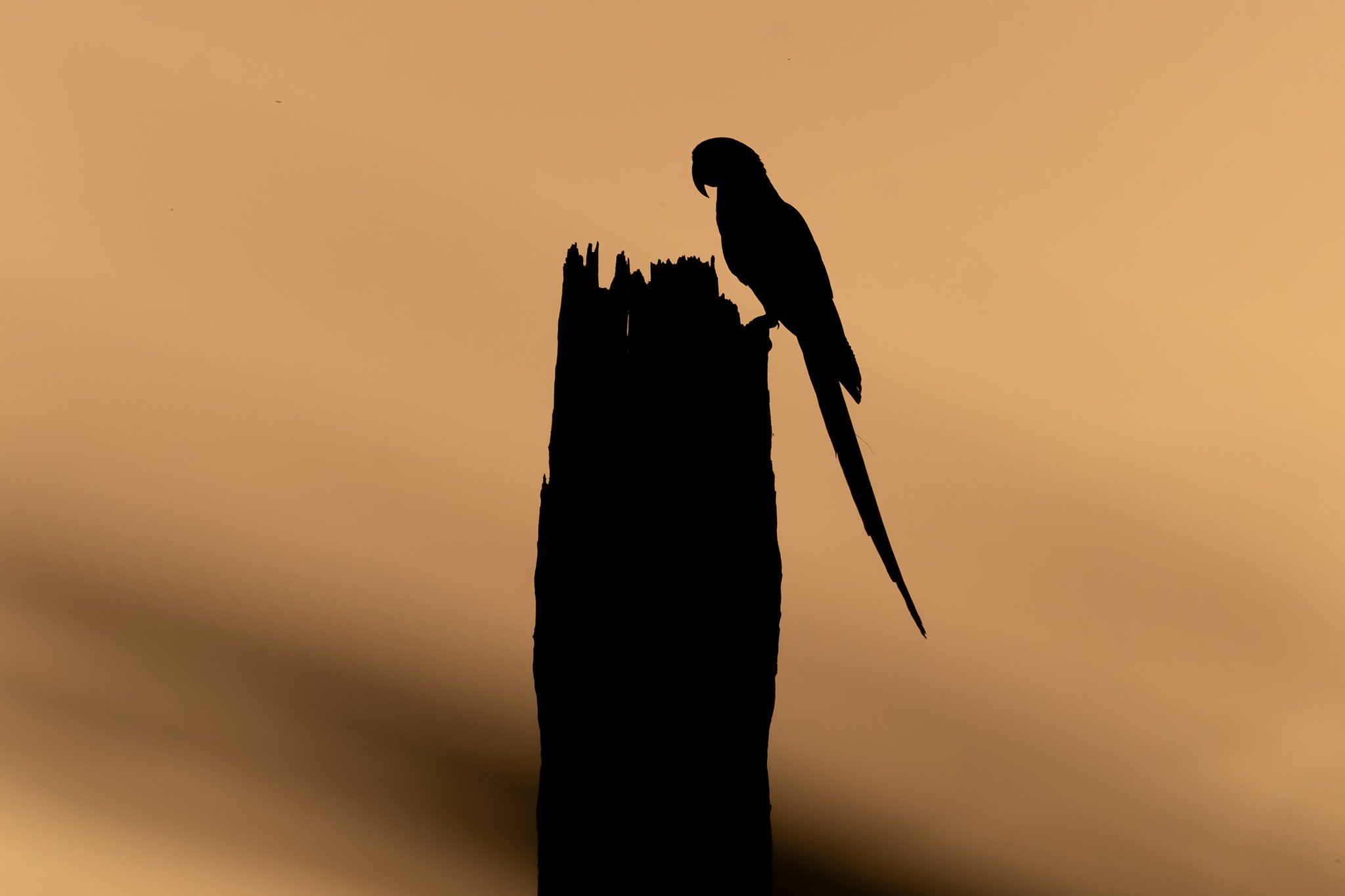 Silhouette of a macaw perched on a weathered dead tree trunk against a warm amber sunset sky at Pousada Trijunção