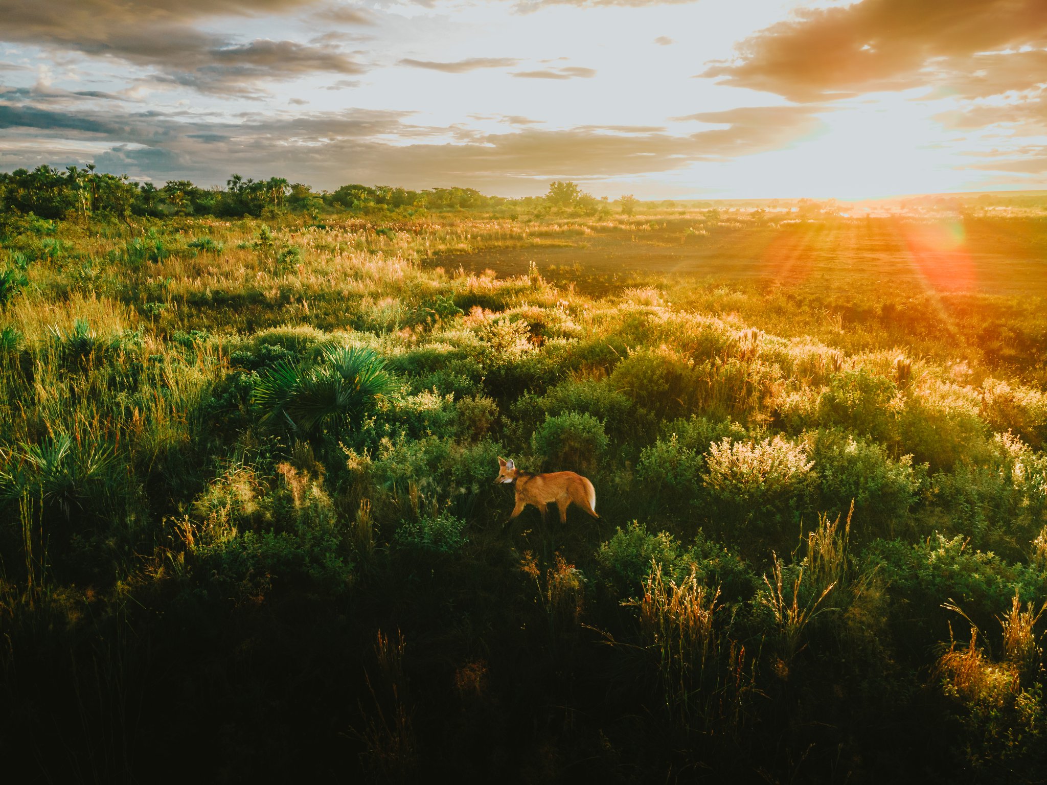 A maned wolf stands among green cerrado shrubs at Pousada Trijunção, bathed in golden sunset light across a vast open savanna landscape